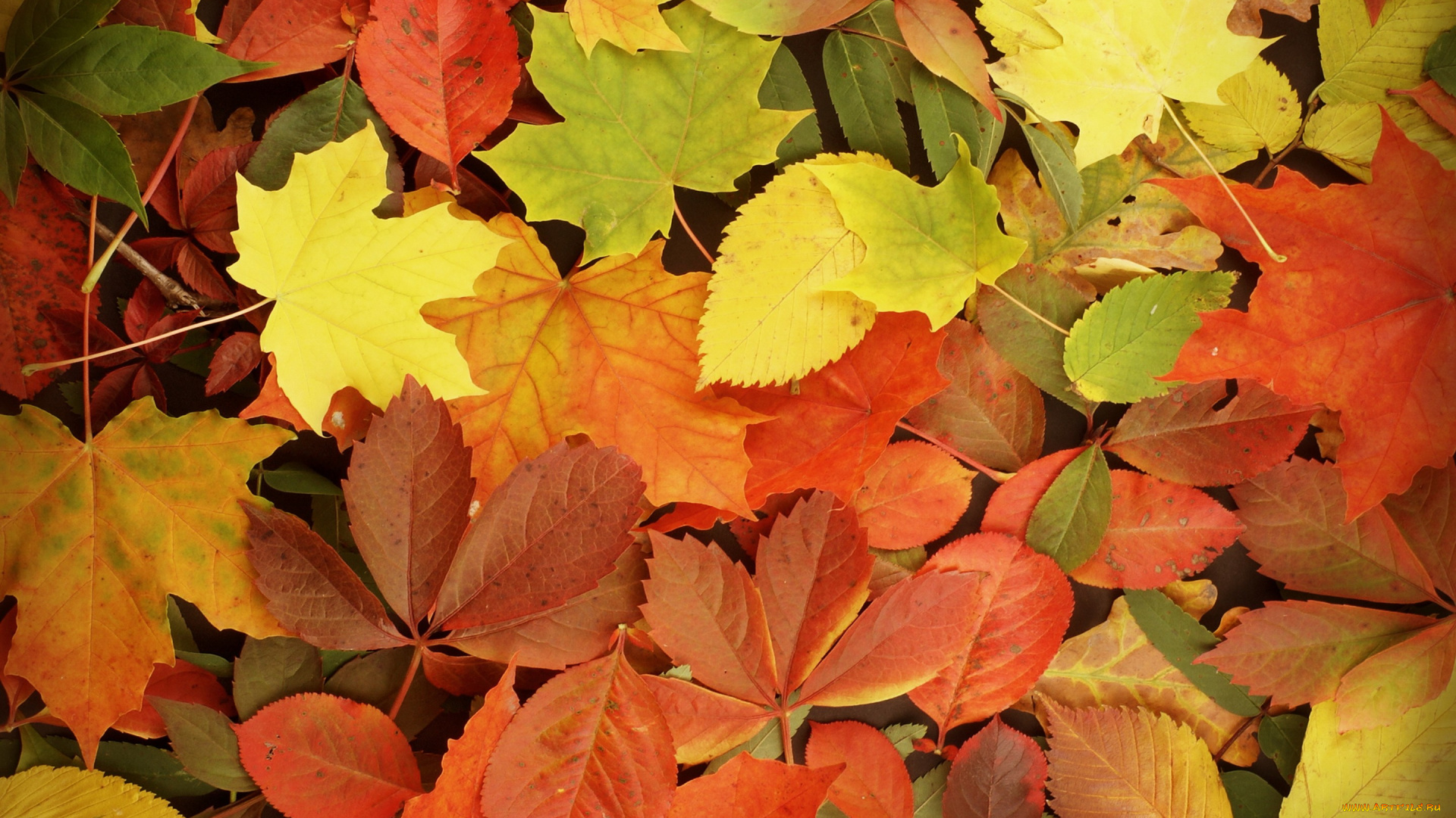природа, листья, autumn, leaves, fall, осень