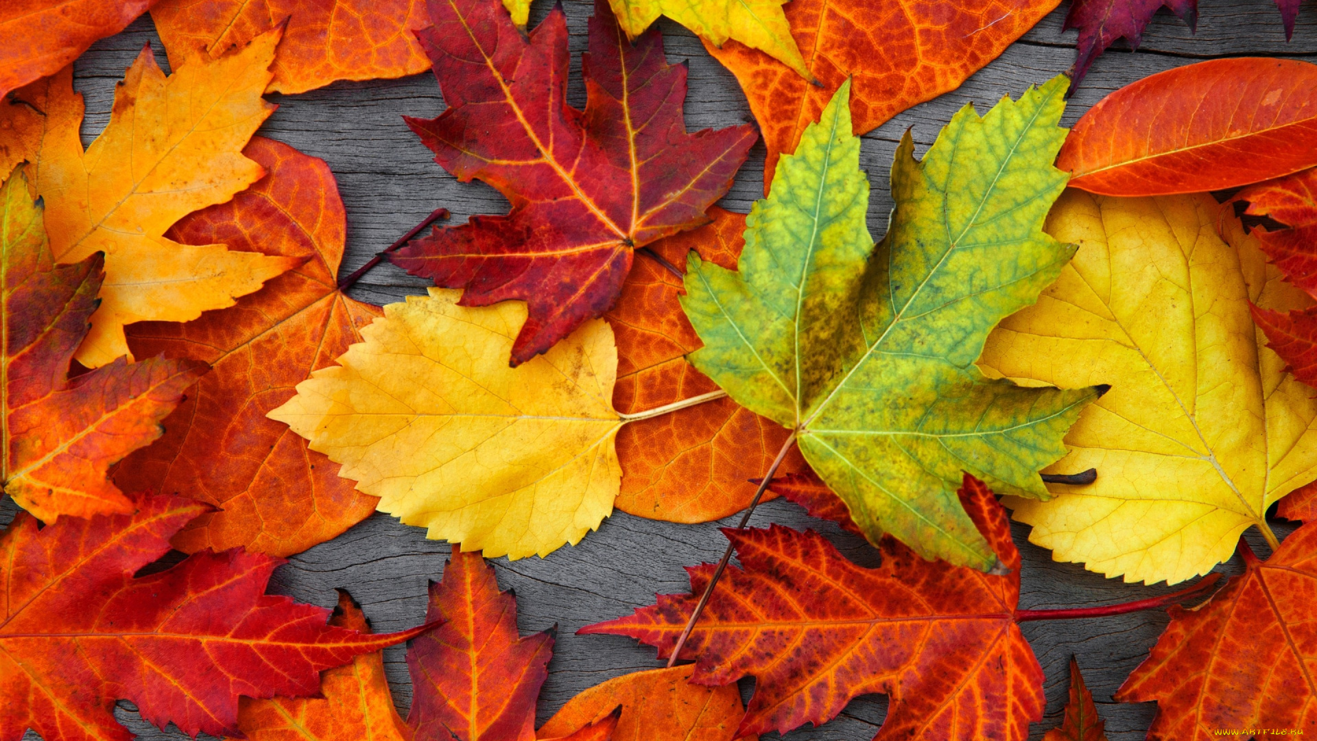 природа, листья, осенние, colorful, leaves, дерево, autumn