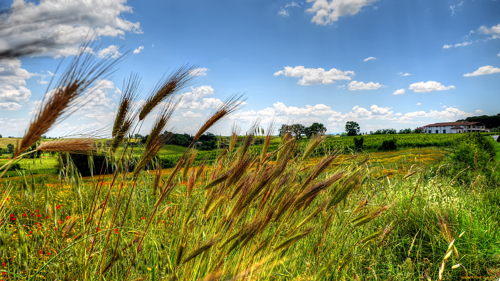 природа, поля, трава, поле, цветы