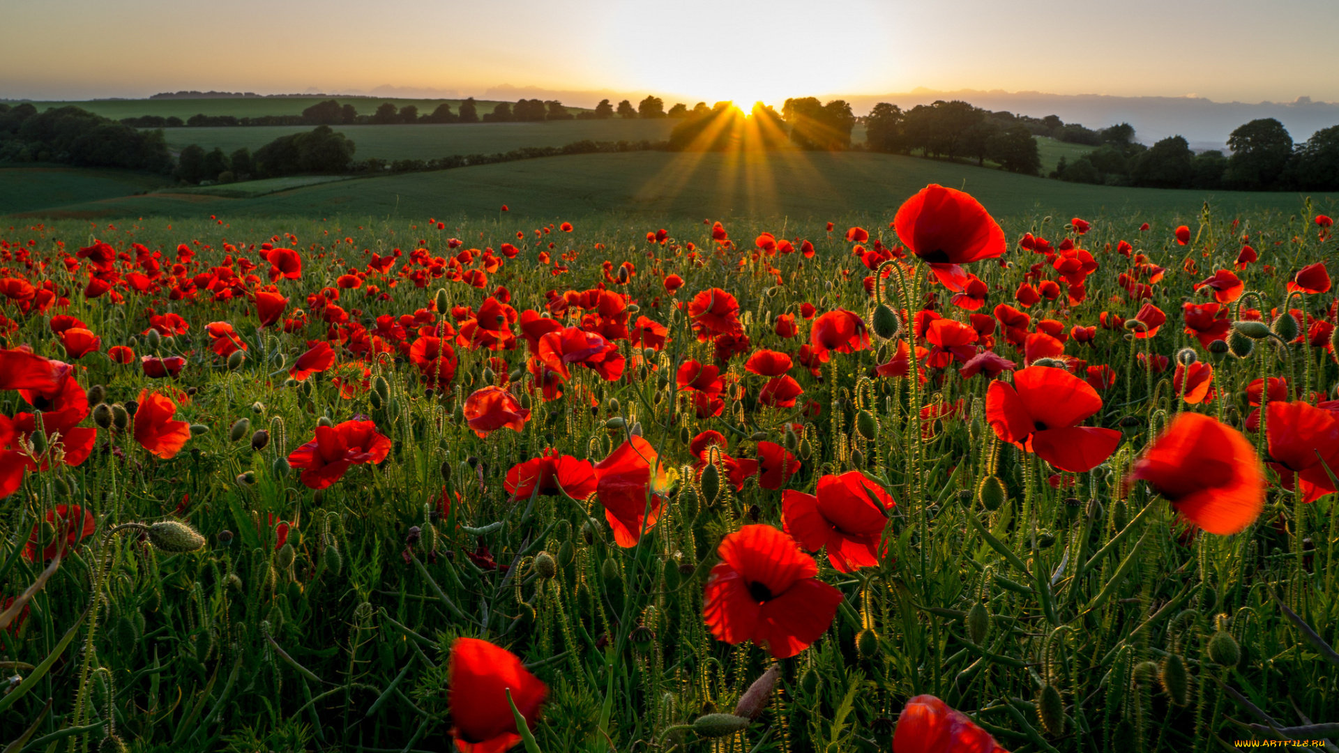 природа, восходы, закаты, маки, свет, поле