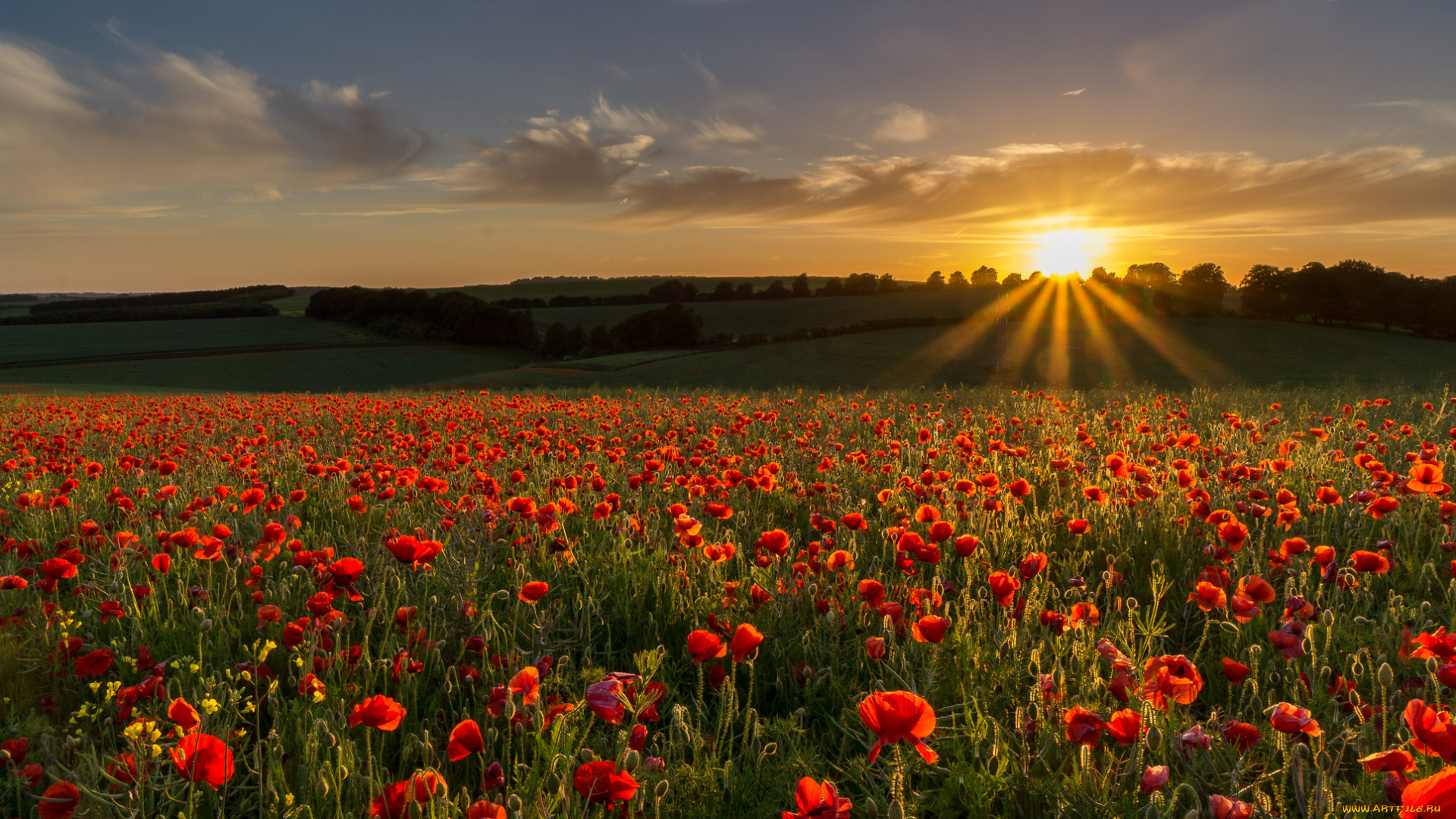 природа, восходы, закаты, поле, солнце, маки, тучи