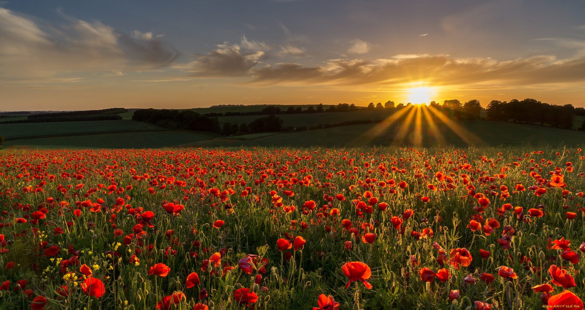 природа, восходы, закаты, поле, солнце, маки, тучи