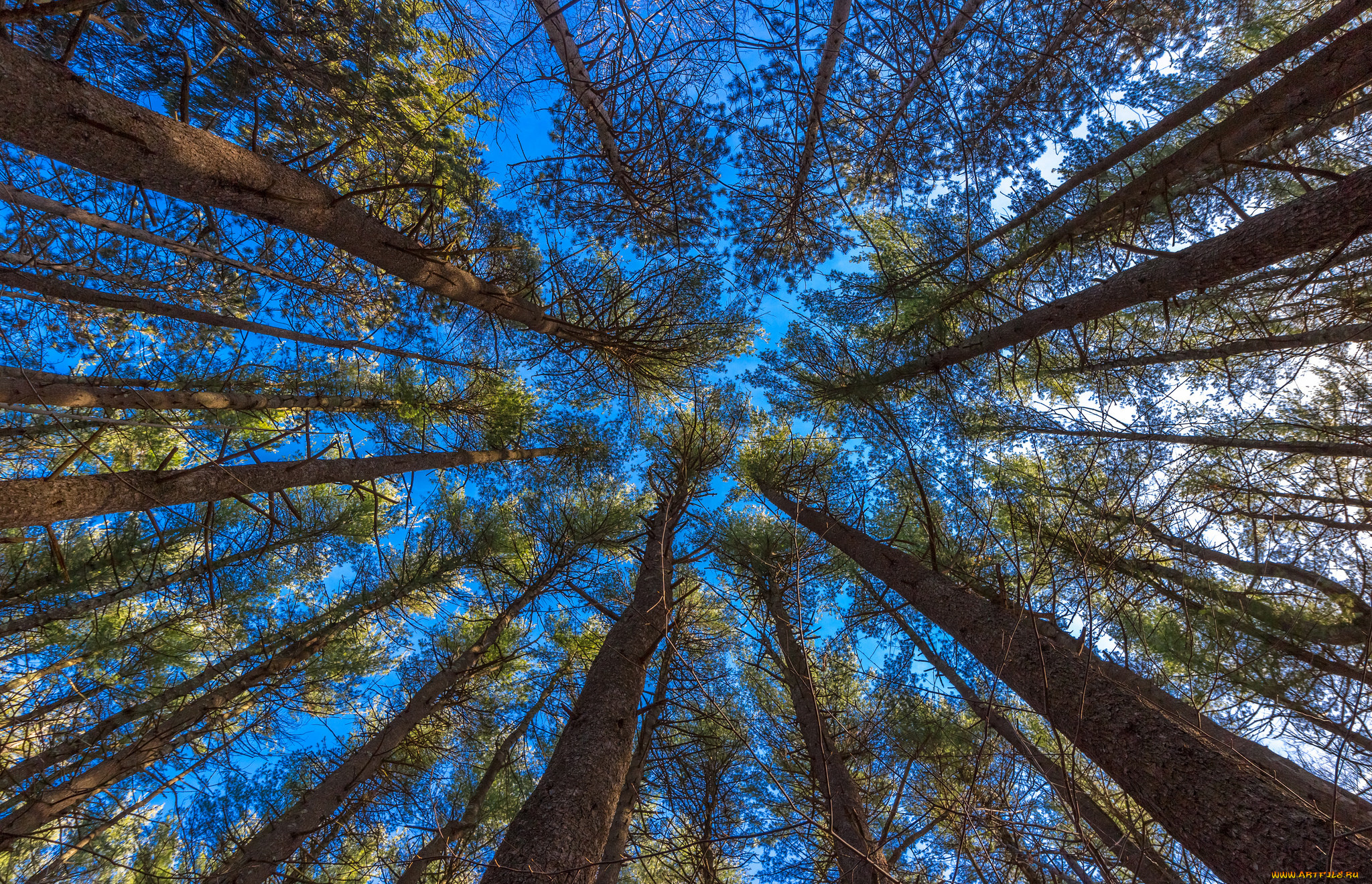 природа, деревья, ветки, стволы, небо, лес, кроны