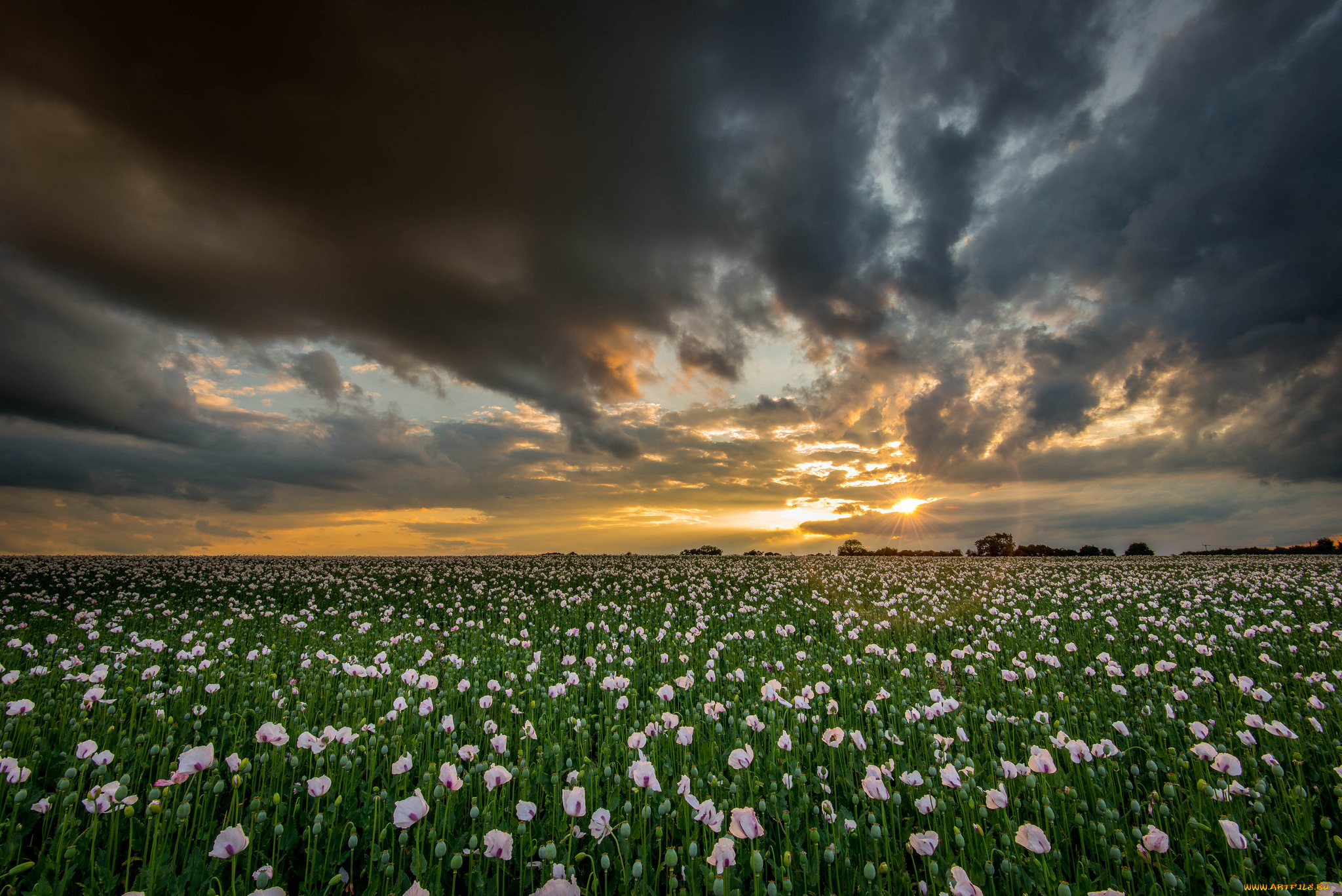 природа, поля, солнце, поле, маки, тучи
