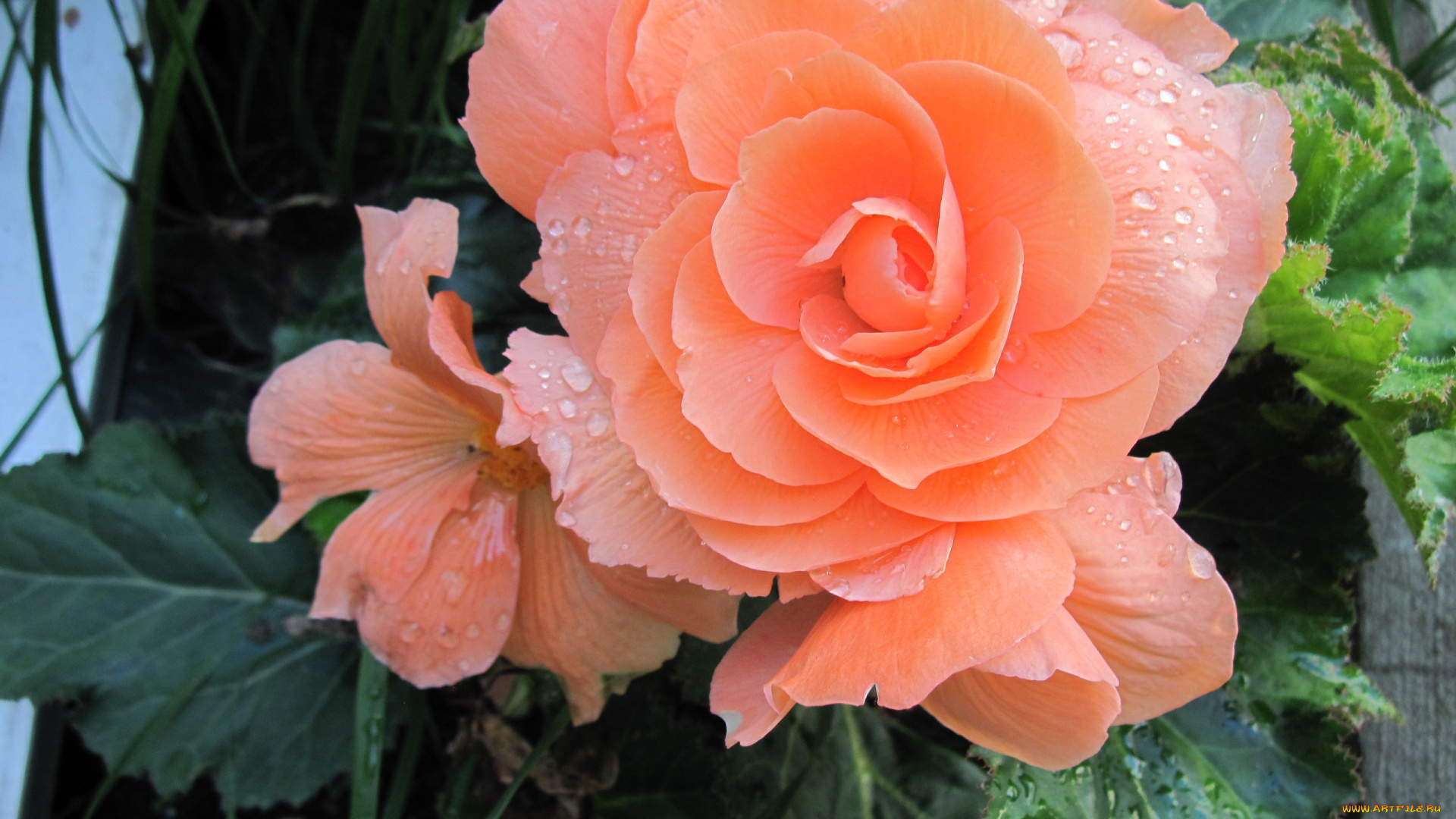 цветы, бегония, капли, персиковый