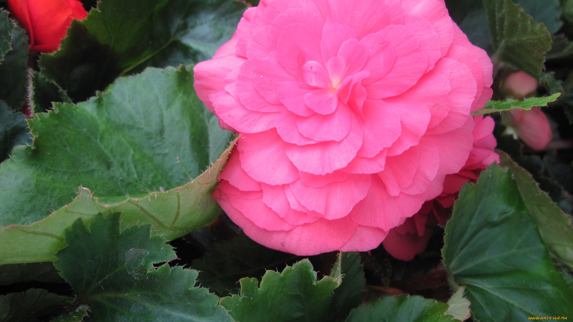 цветы, бегония, розовый