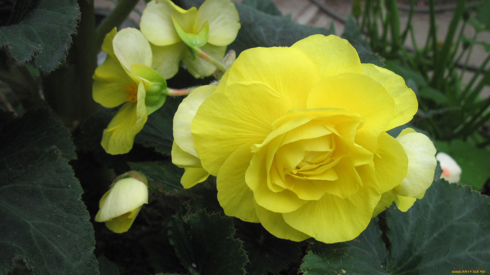 цветы, бегония, желтый