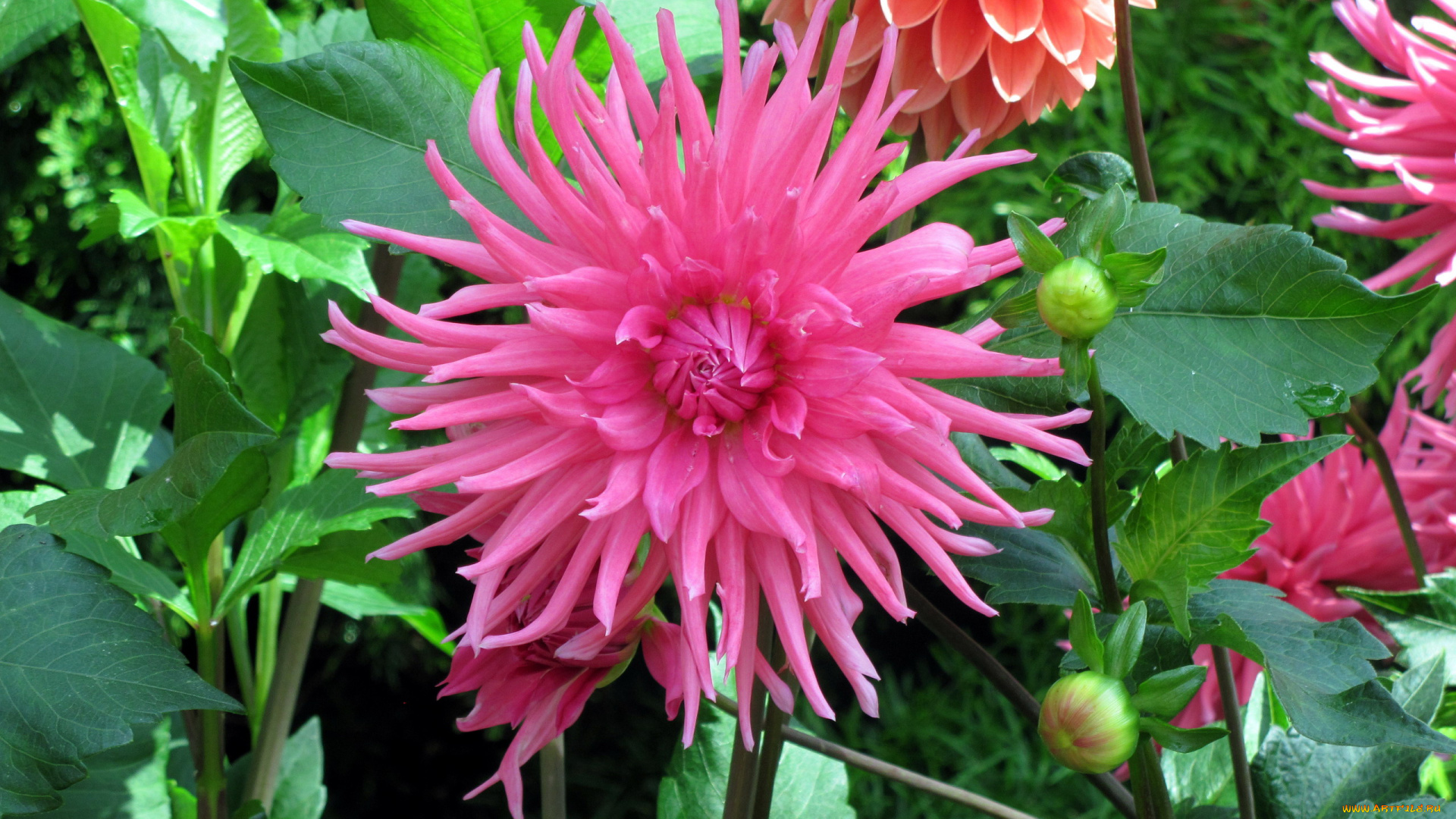 цветы, георгины, розовый