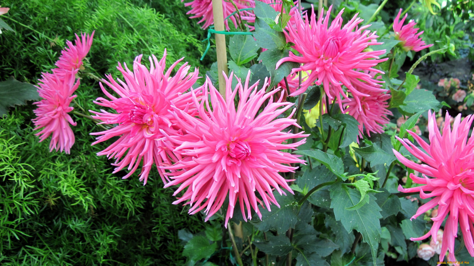 цветы, георгины, семейка, розовый