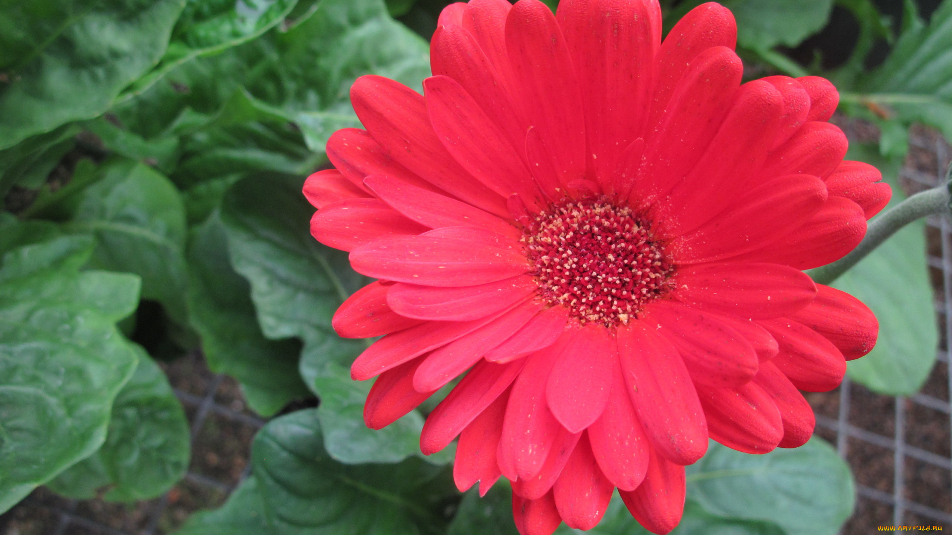 цветы, герберы, розовый