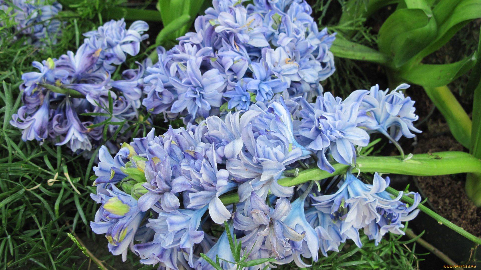цветы, гиацинты, синий
