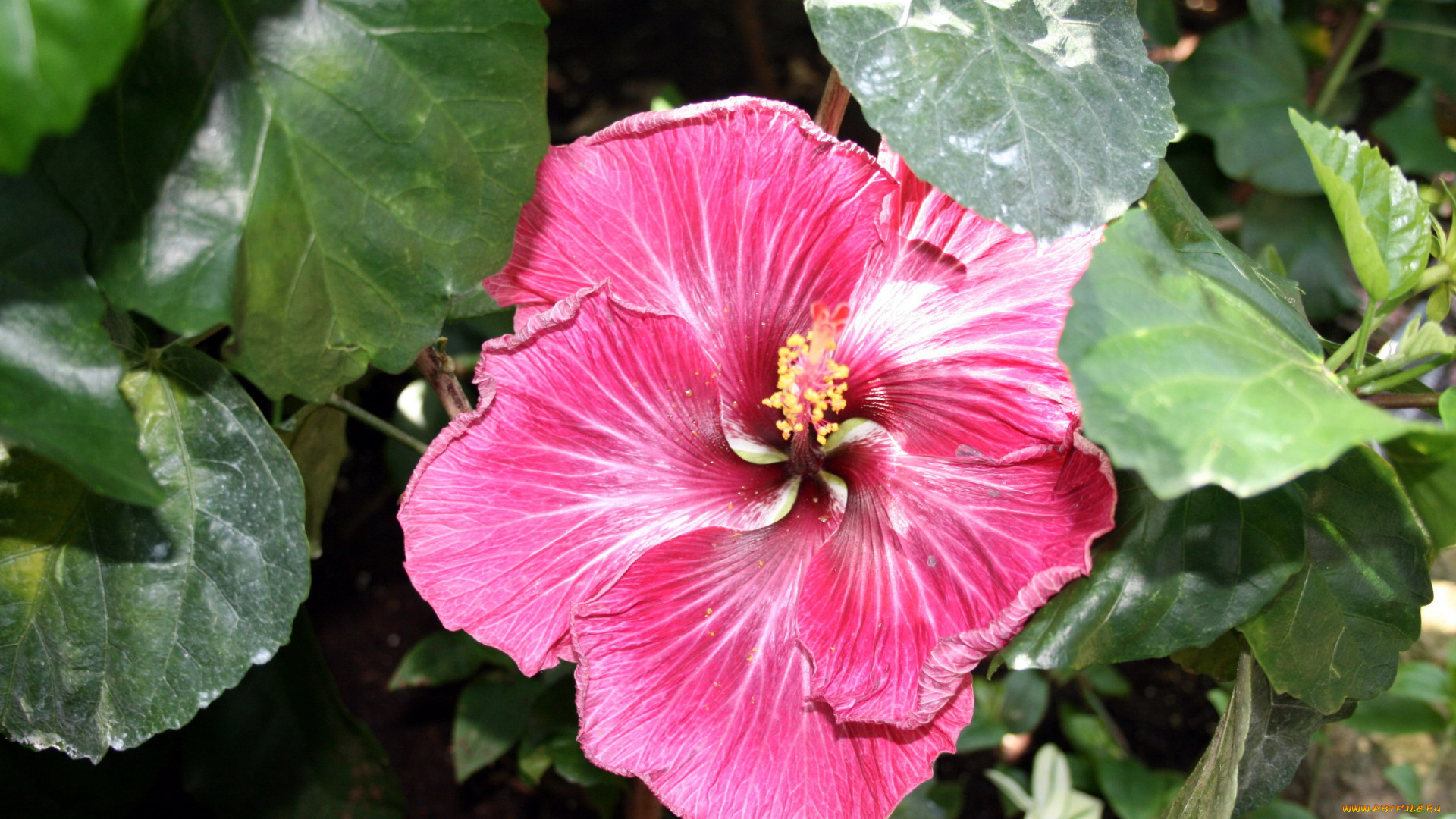 цветы, гибискусы, макро