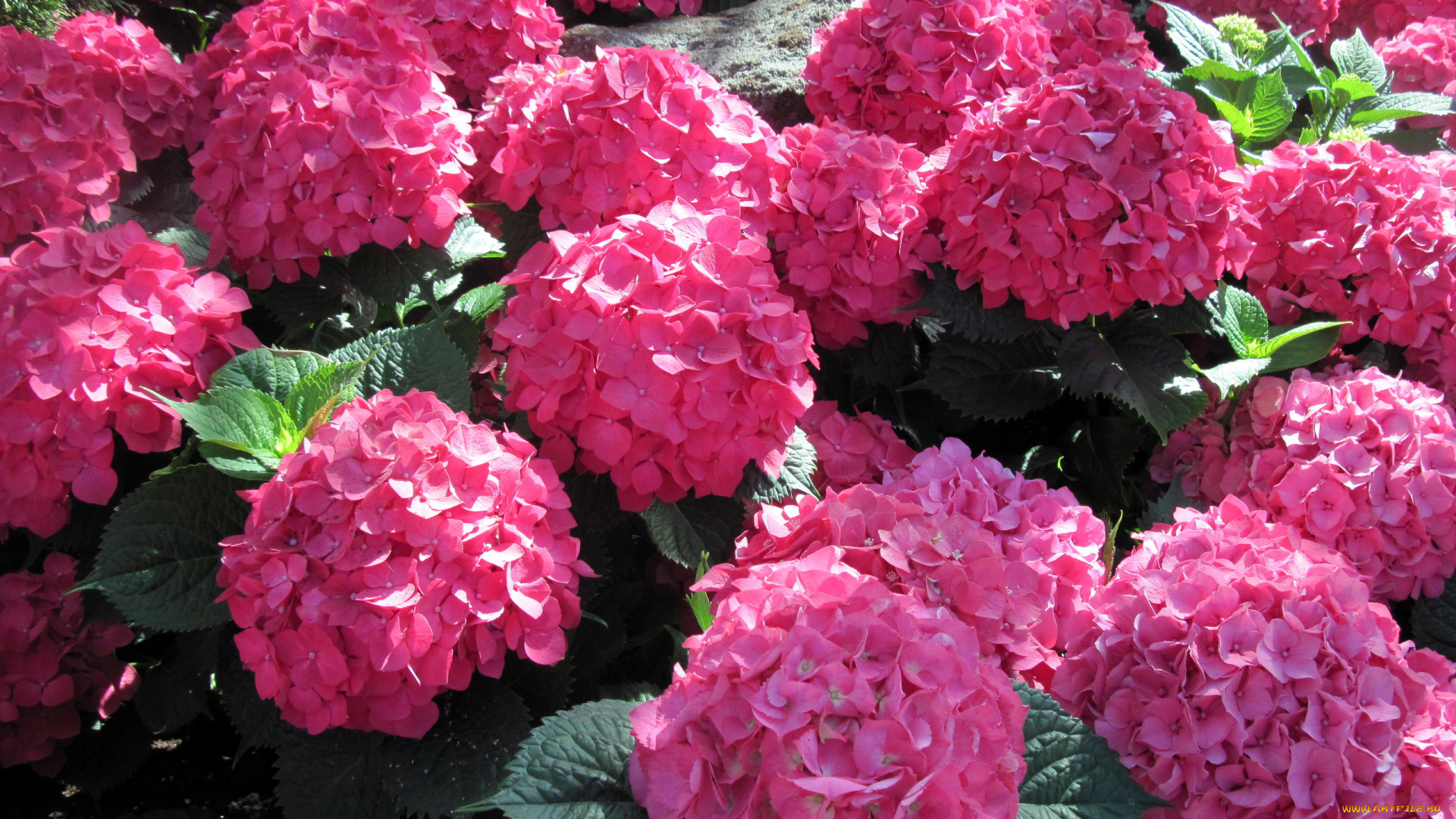 цветы, гортензия, розовый, яркий