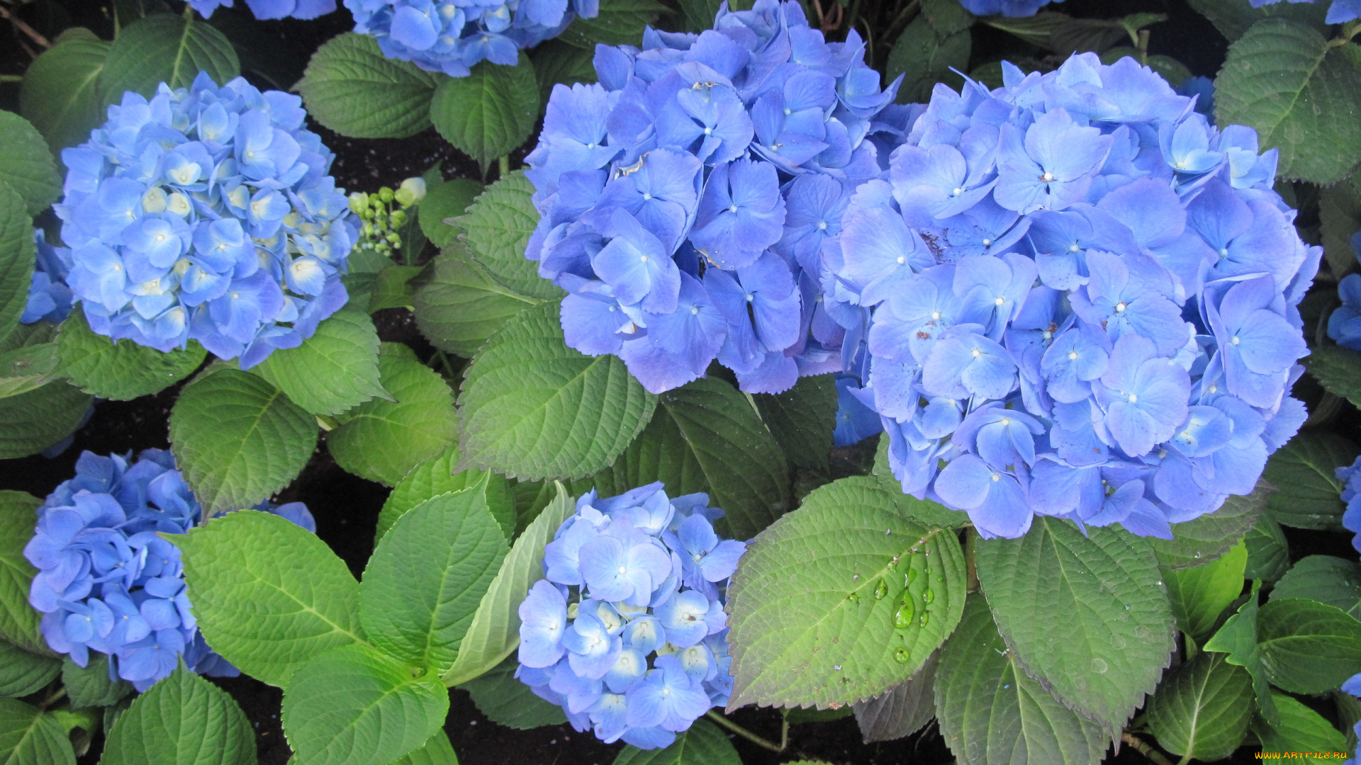 цветы, гортензия, синий
