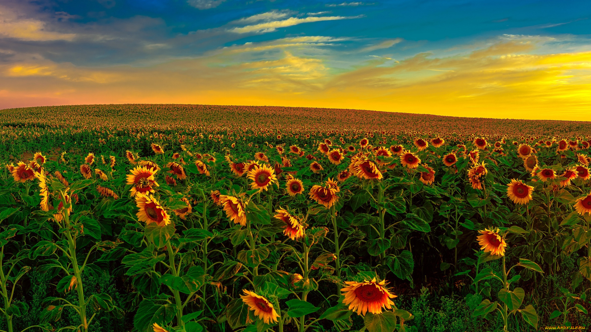 цветы, подсолнухи, поле, небо, облака, природа