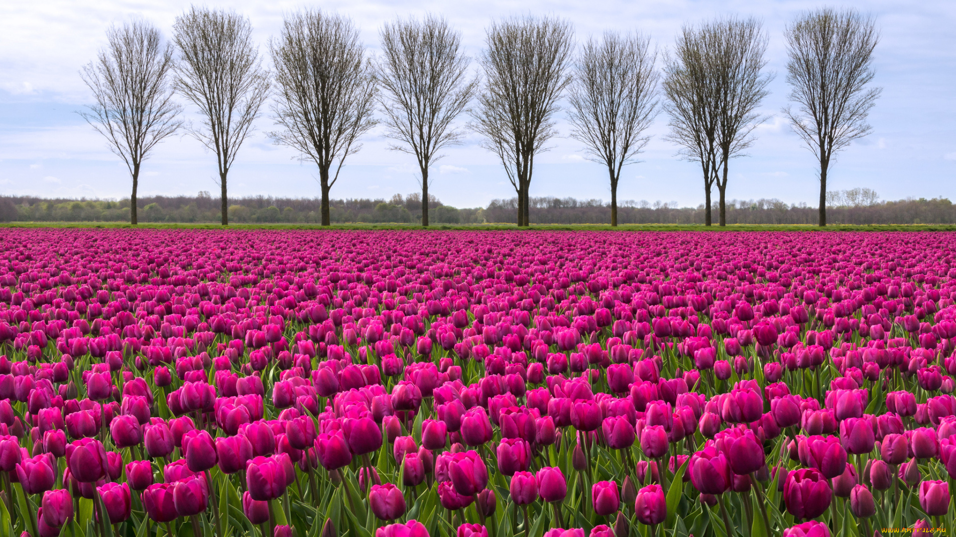 цветы, тюльпаны, поле, облака, деревья