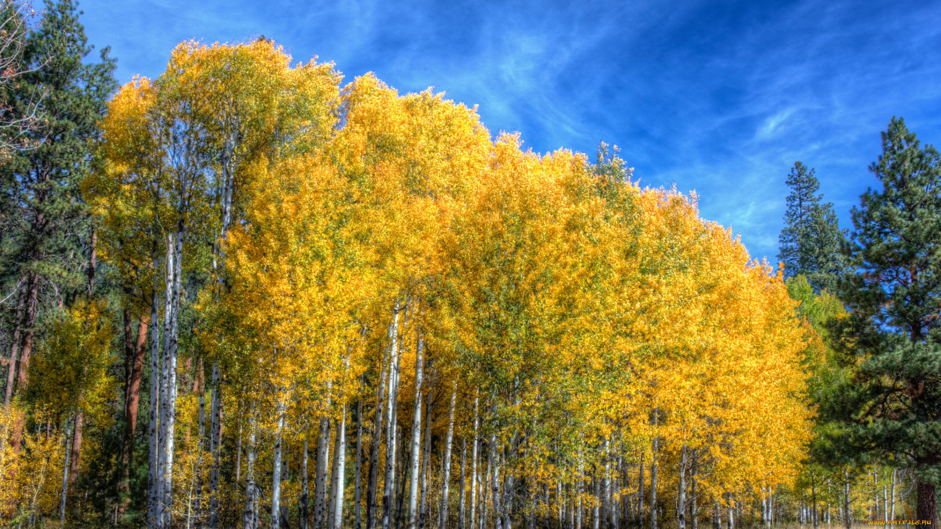 природа, лес, осень