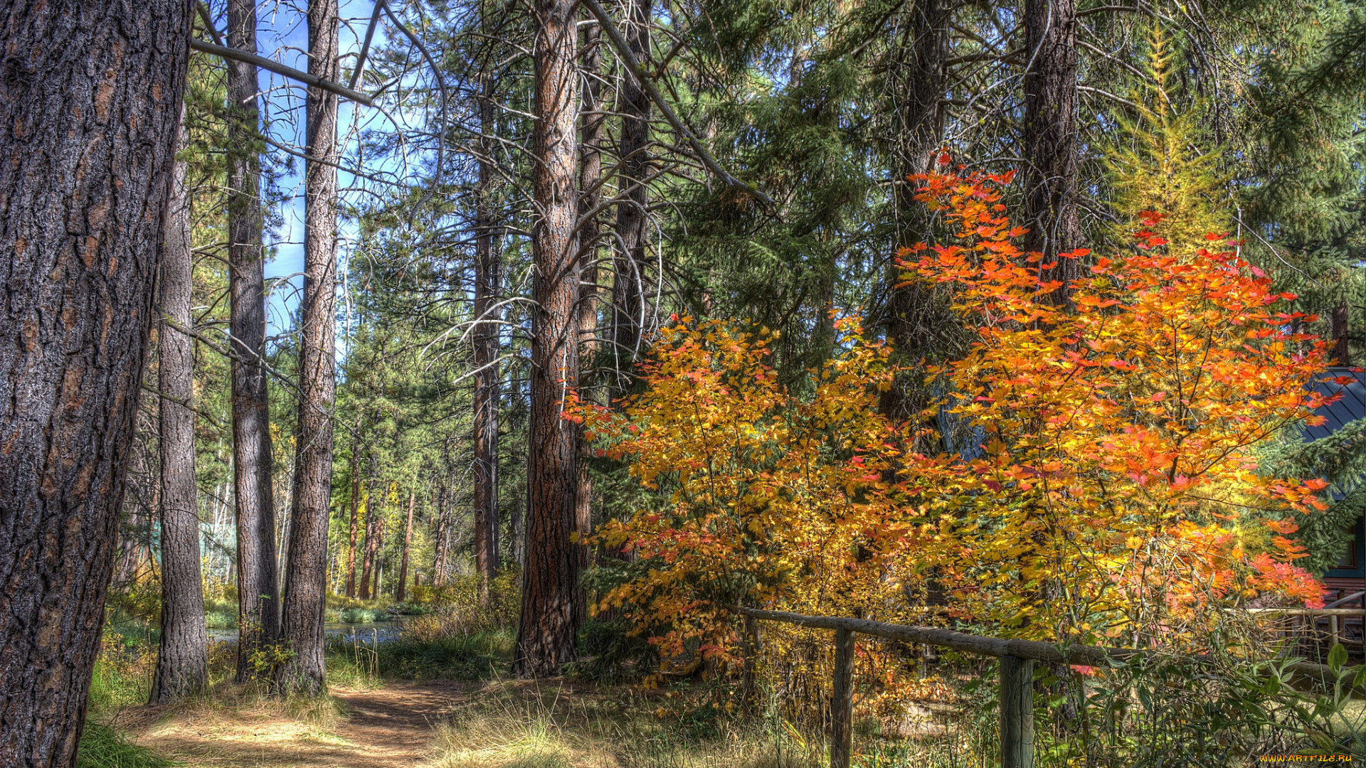 природа, лес, осень