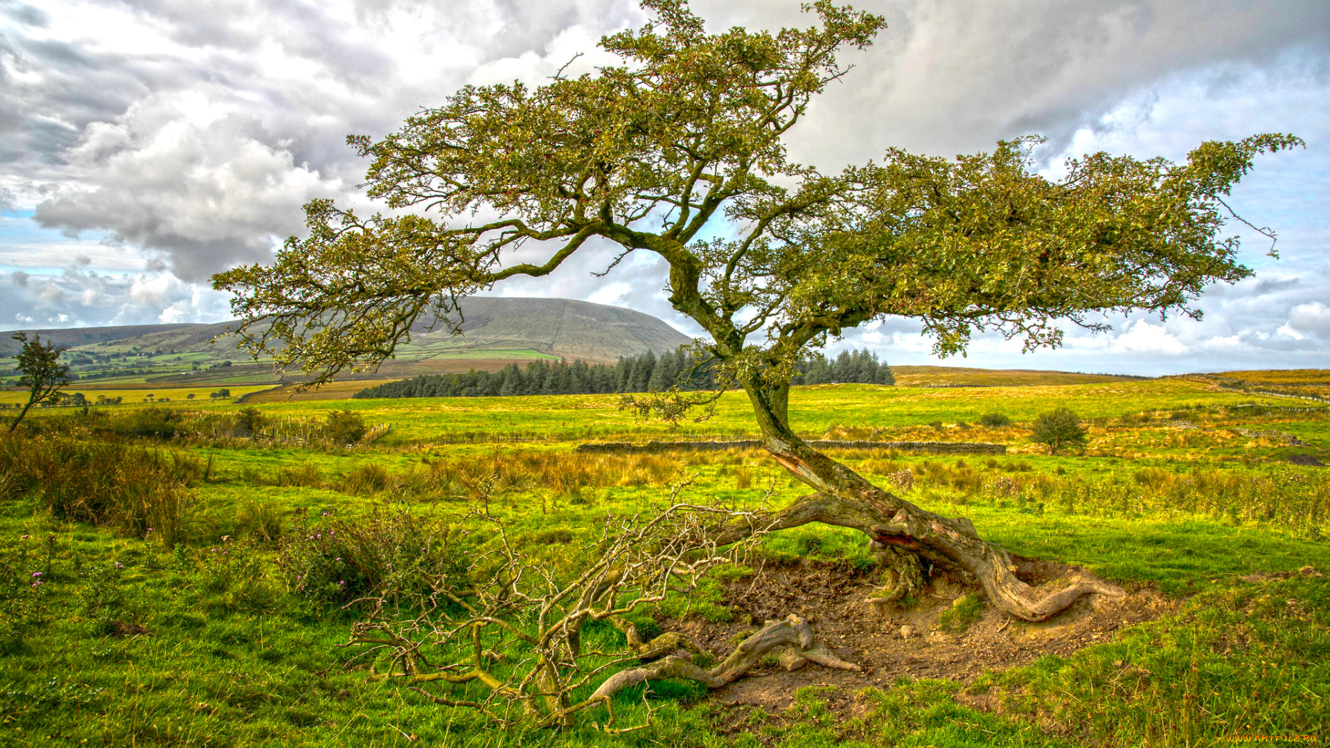 природа, пейзажи, равнина, дерево
