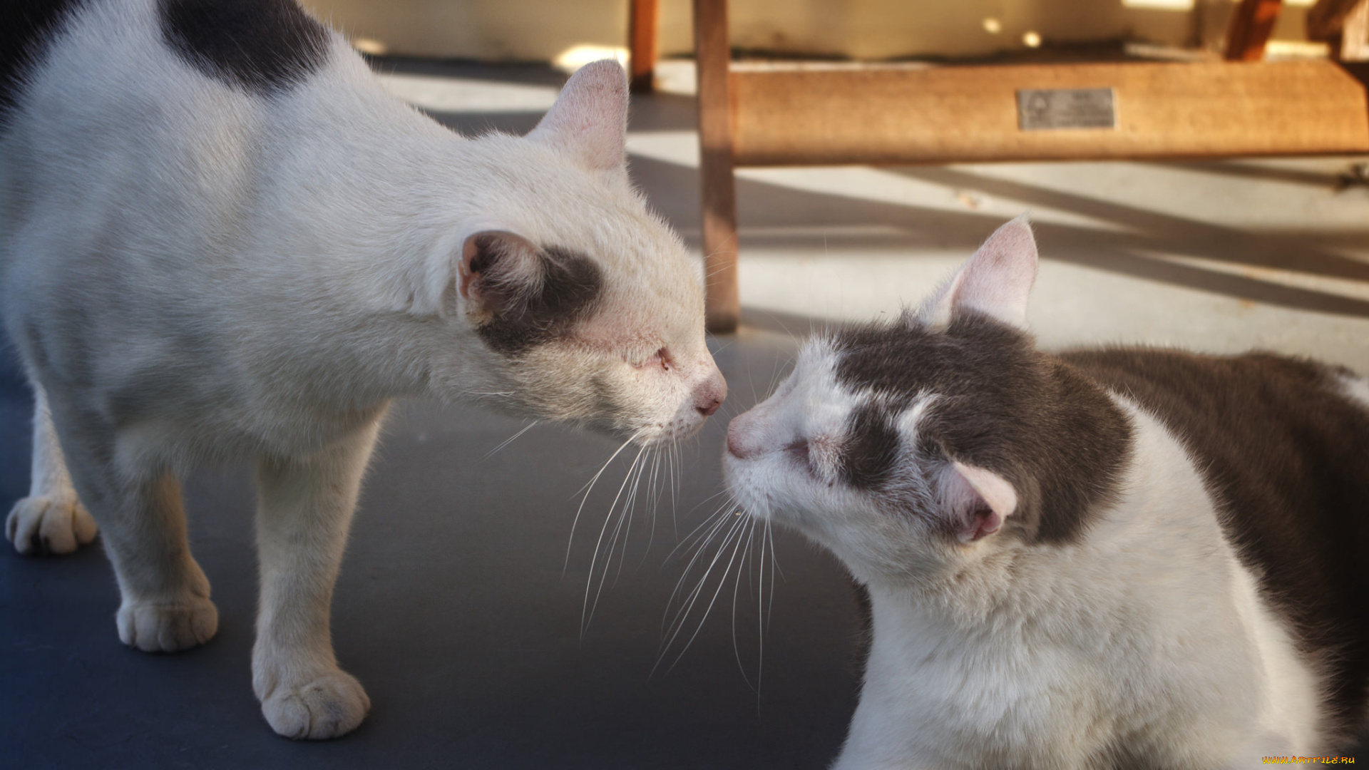 животные, коты, пара