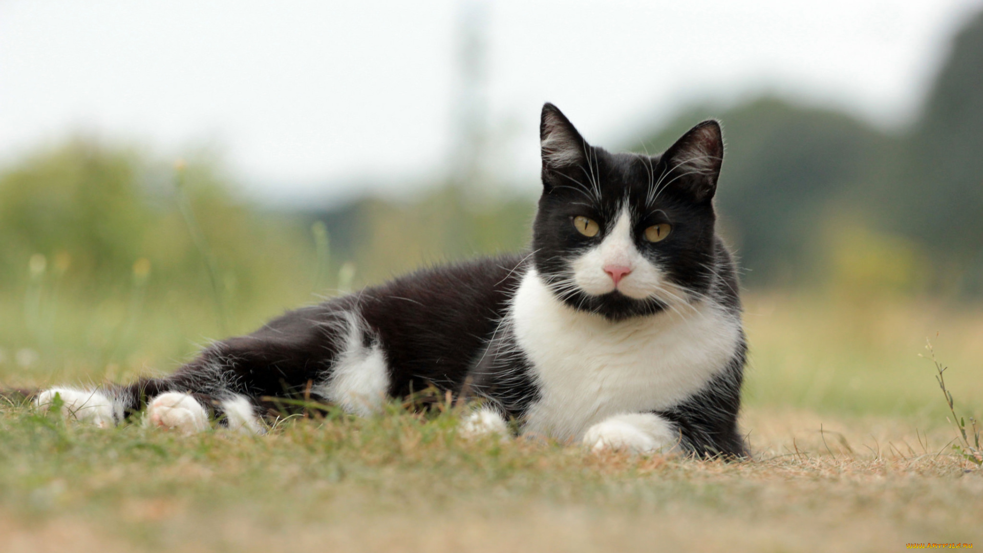 животные, коты, взгляд, коте, киса, ушки, усы