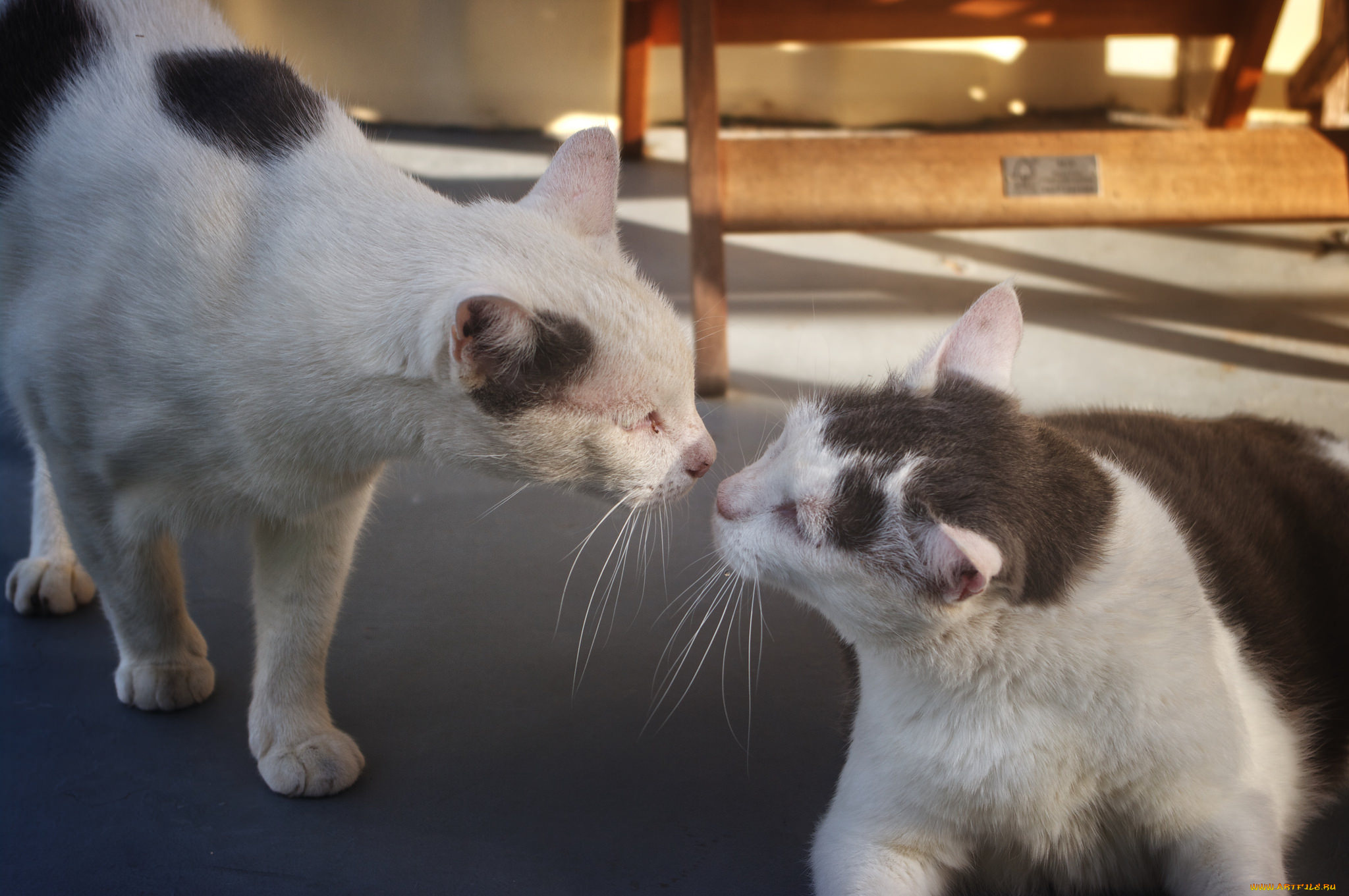животные, коты, пара