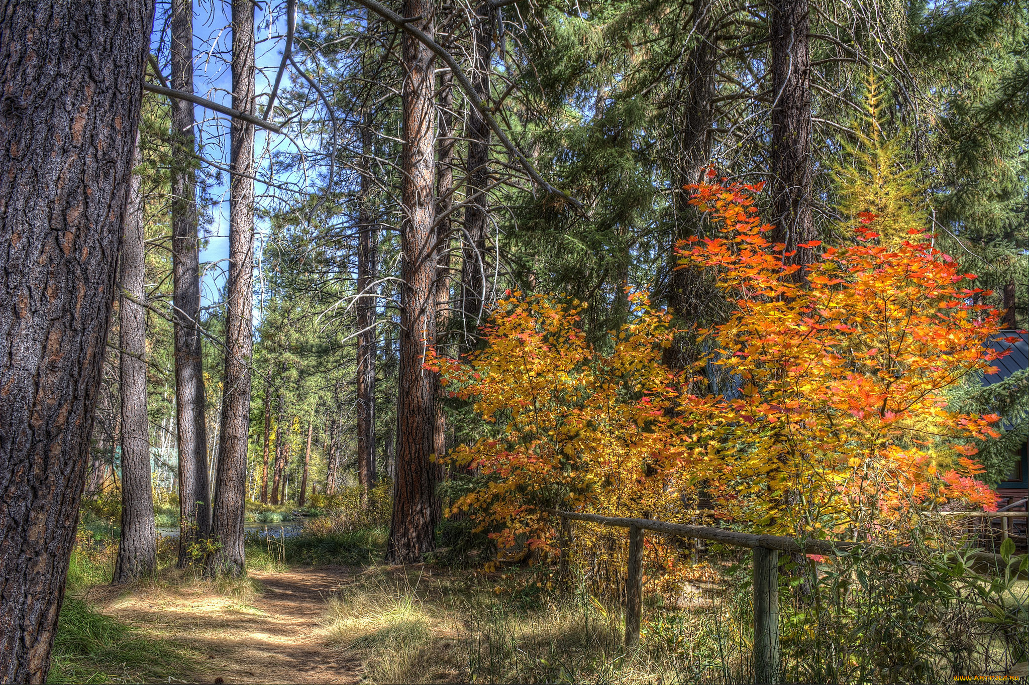 природа, лес, осень