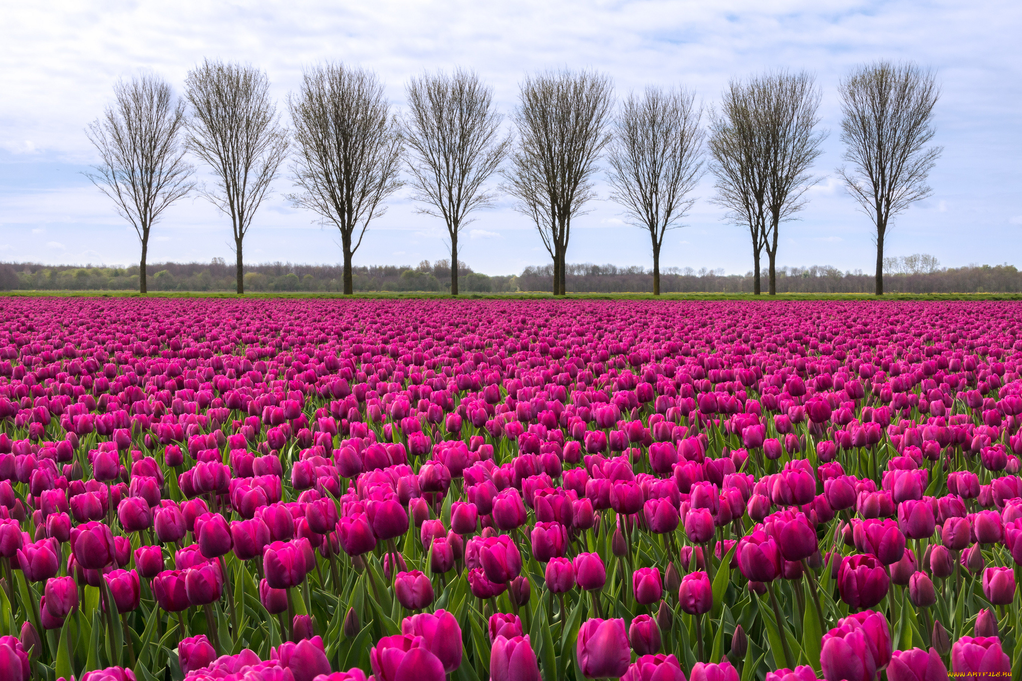 цветы, тюльпаны, поле, облака, деревья