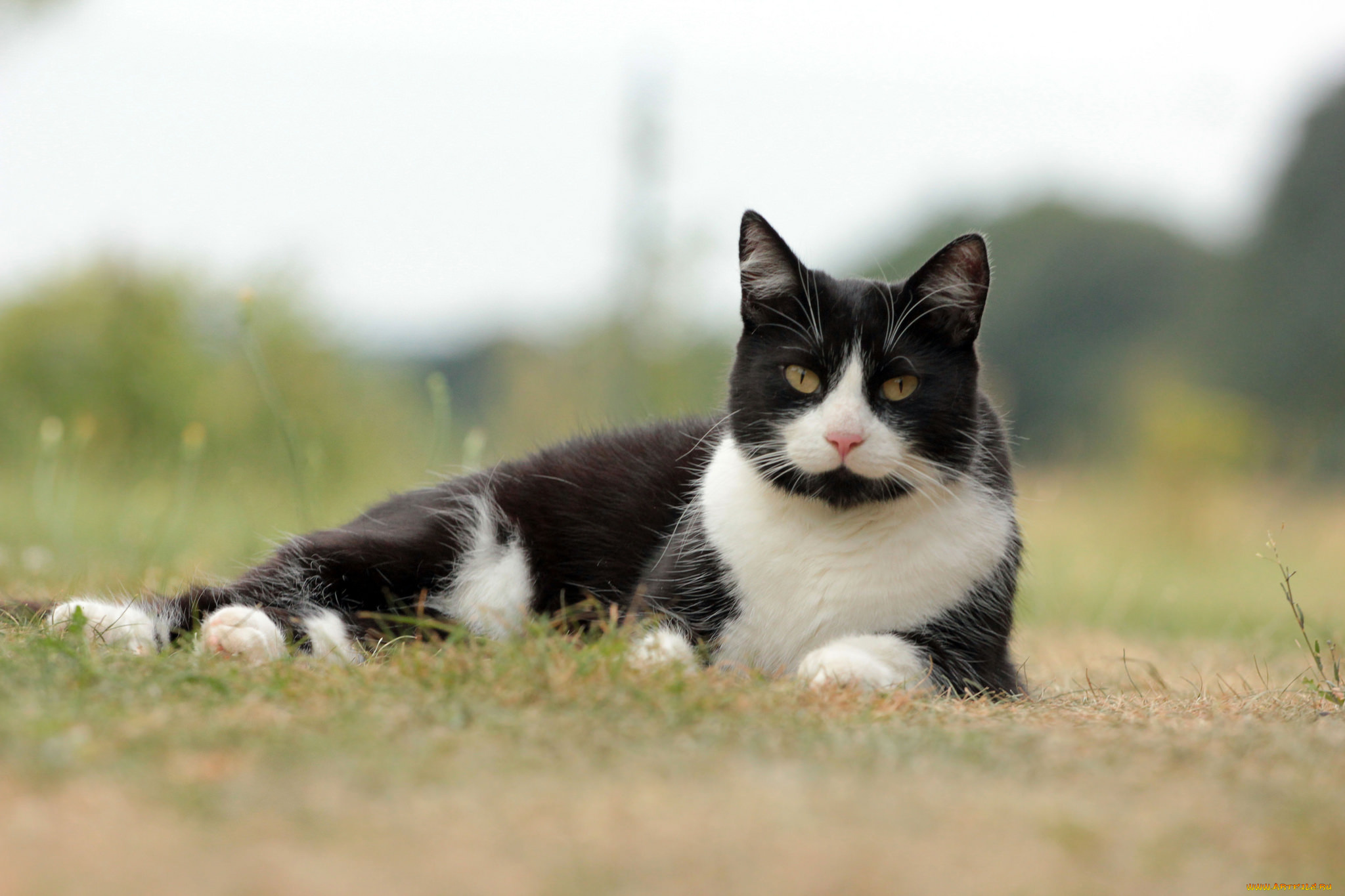 животные, коты, взгляд, коте, киса, ушки, усы