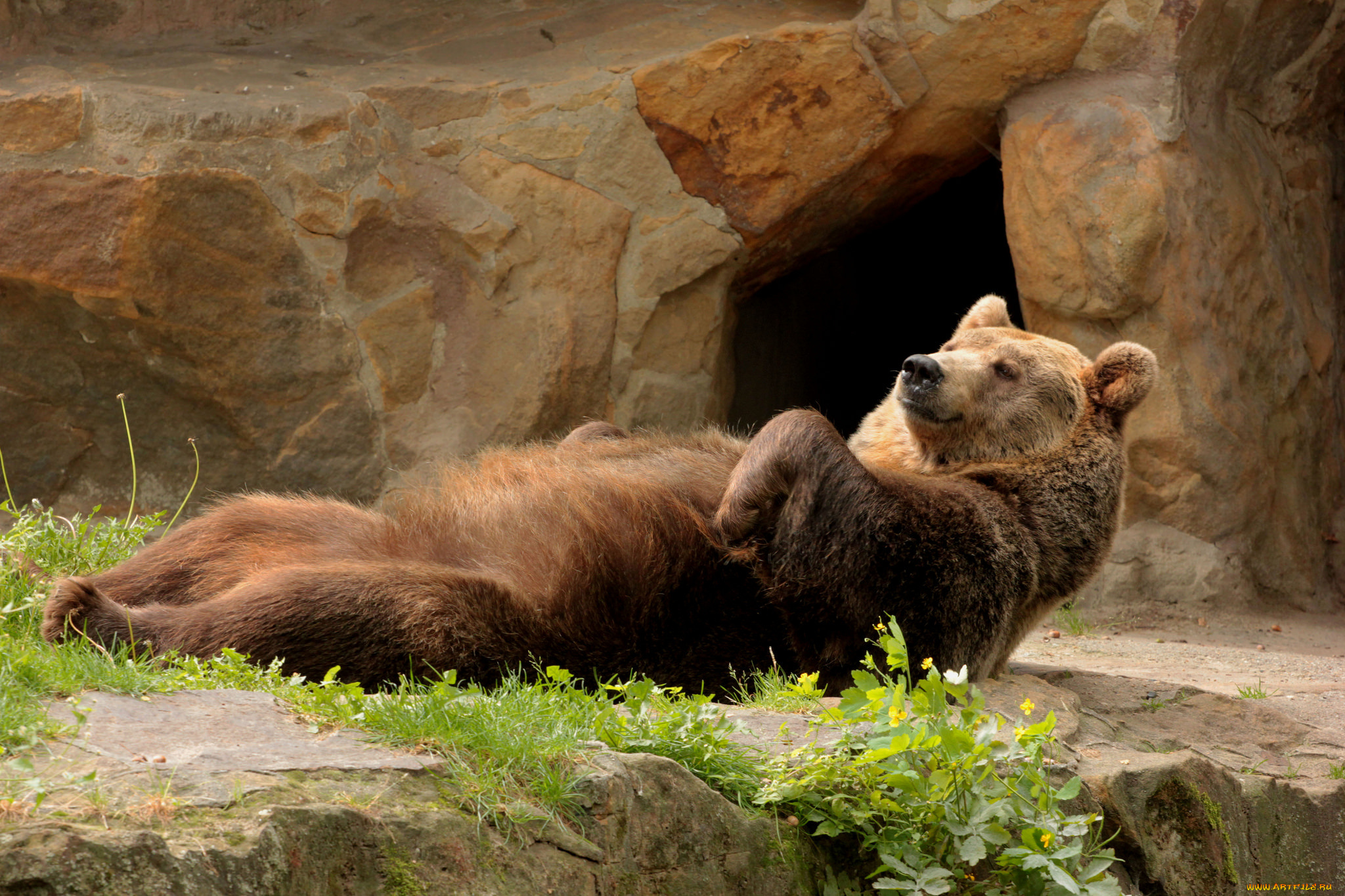 животные, медведи, медведь