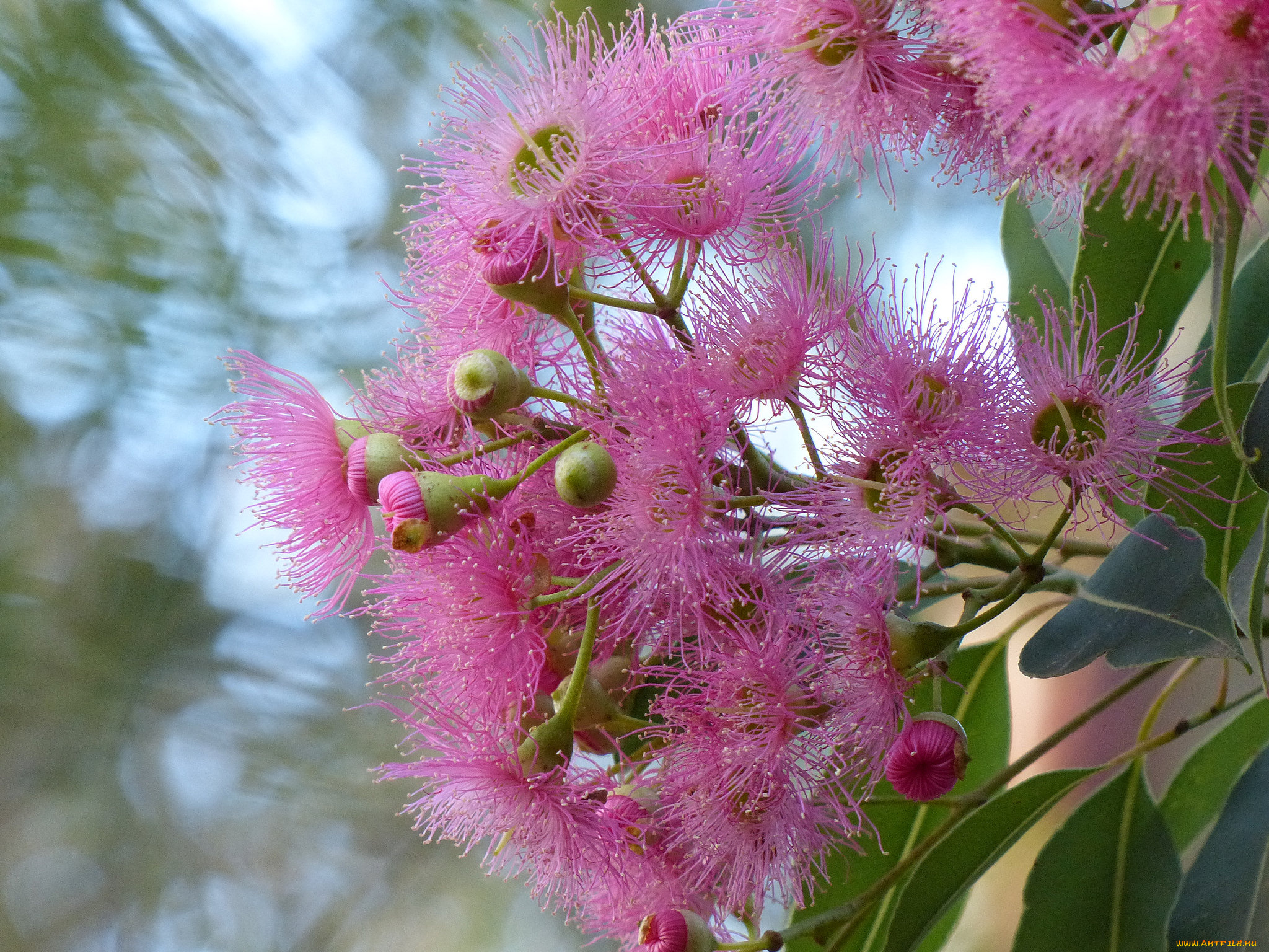 цветы, эвкалипт, розовые, цветение