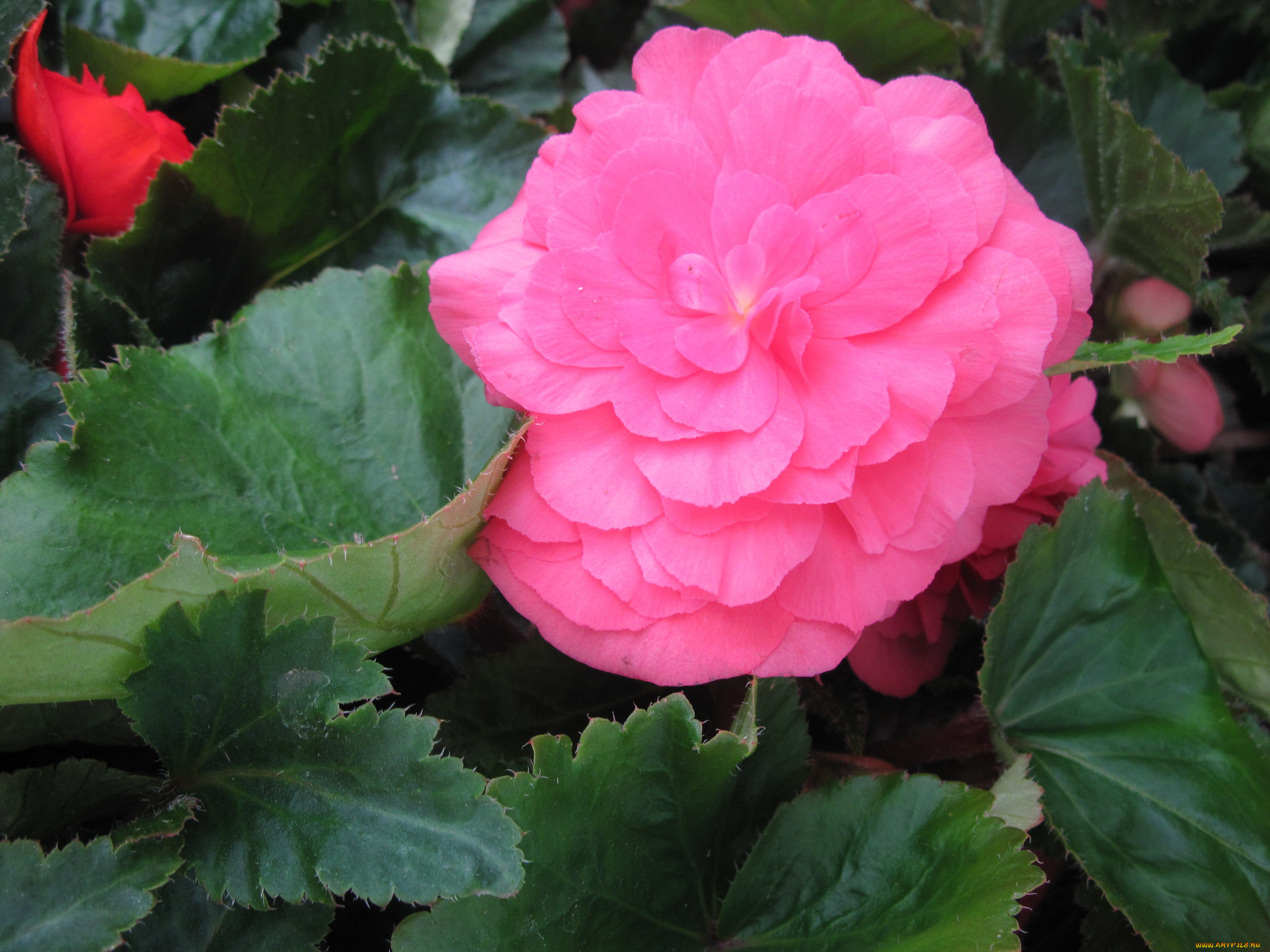 цветы, бегония, розовый