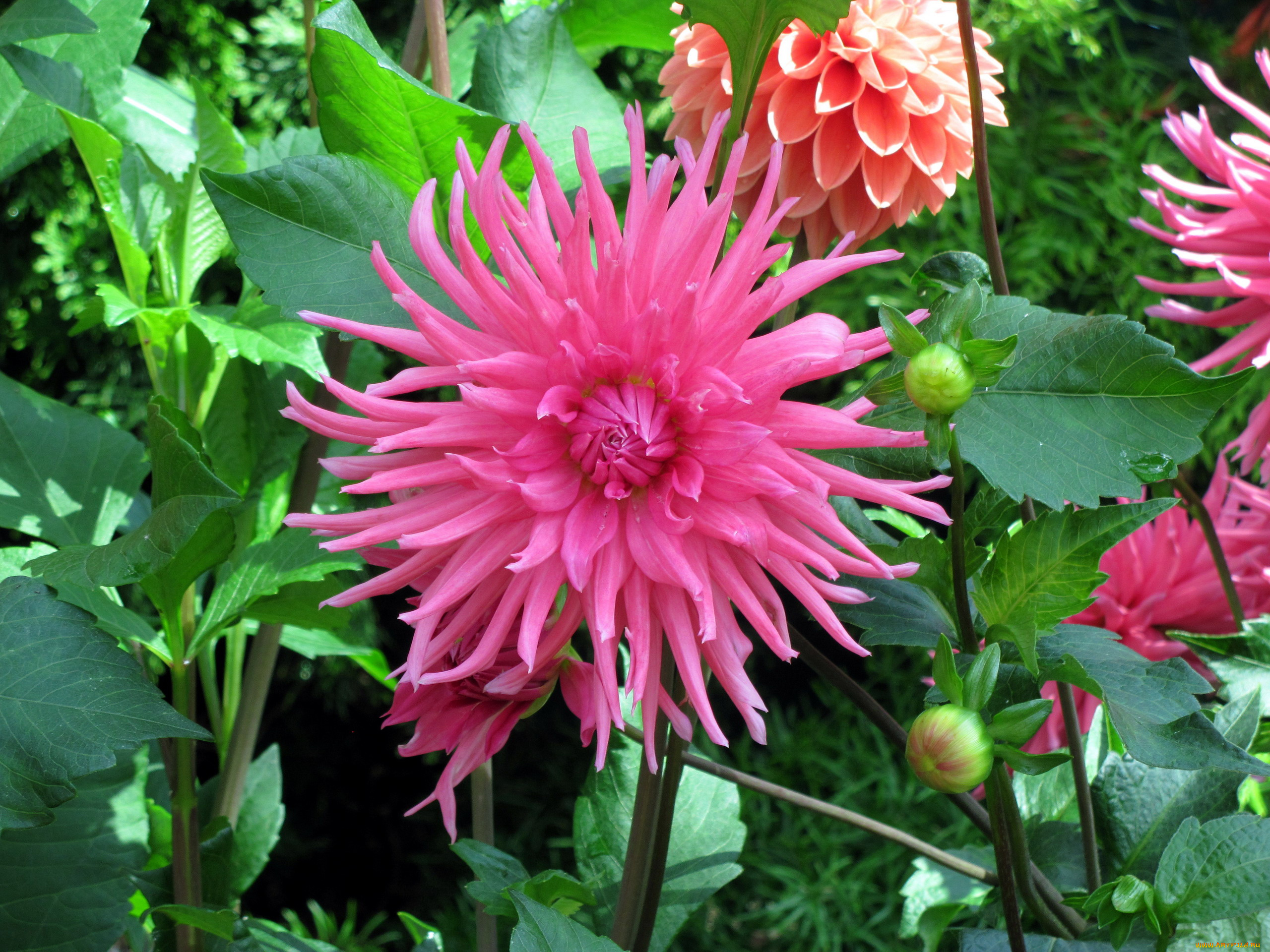 цветы, георгины, розовый