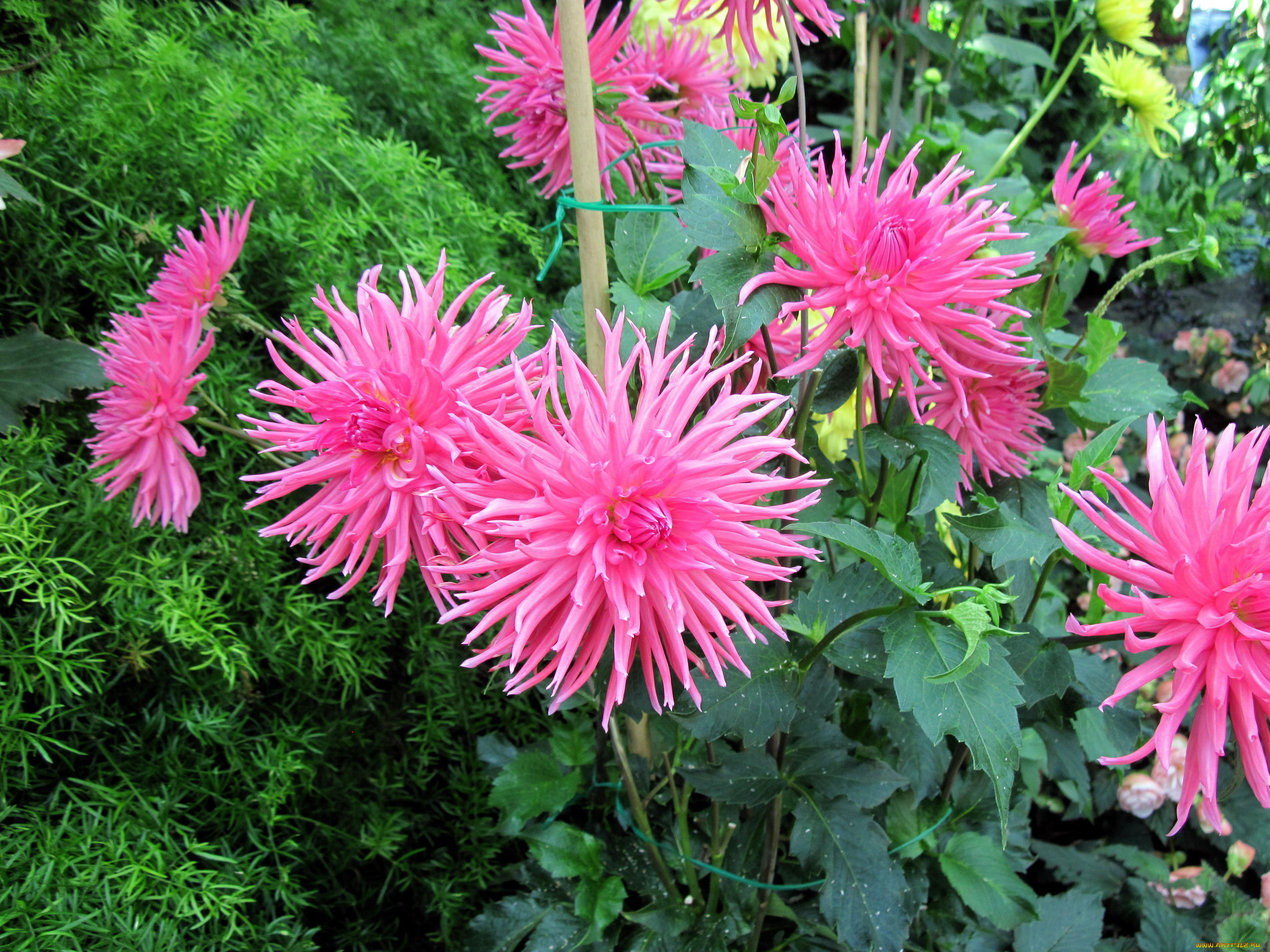 цветы, георгины, семейка, розовый