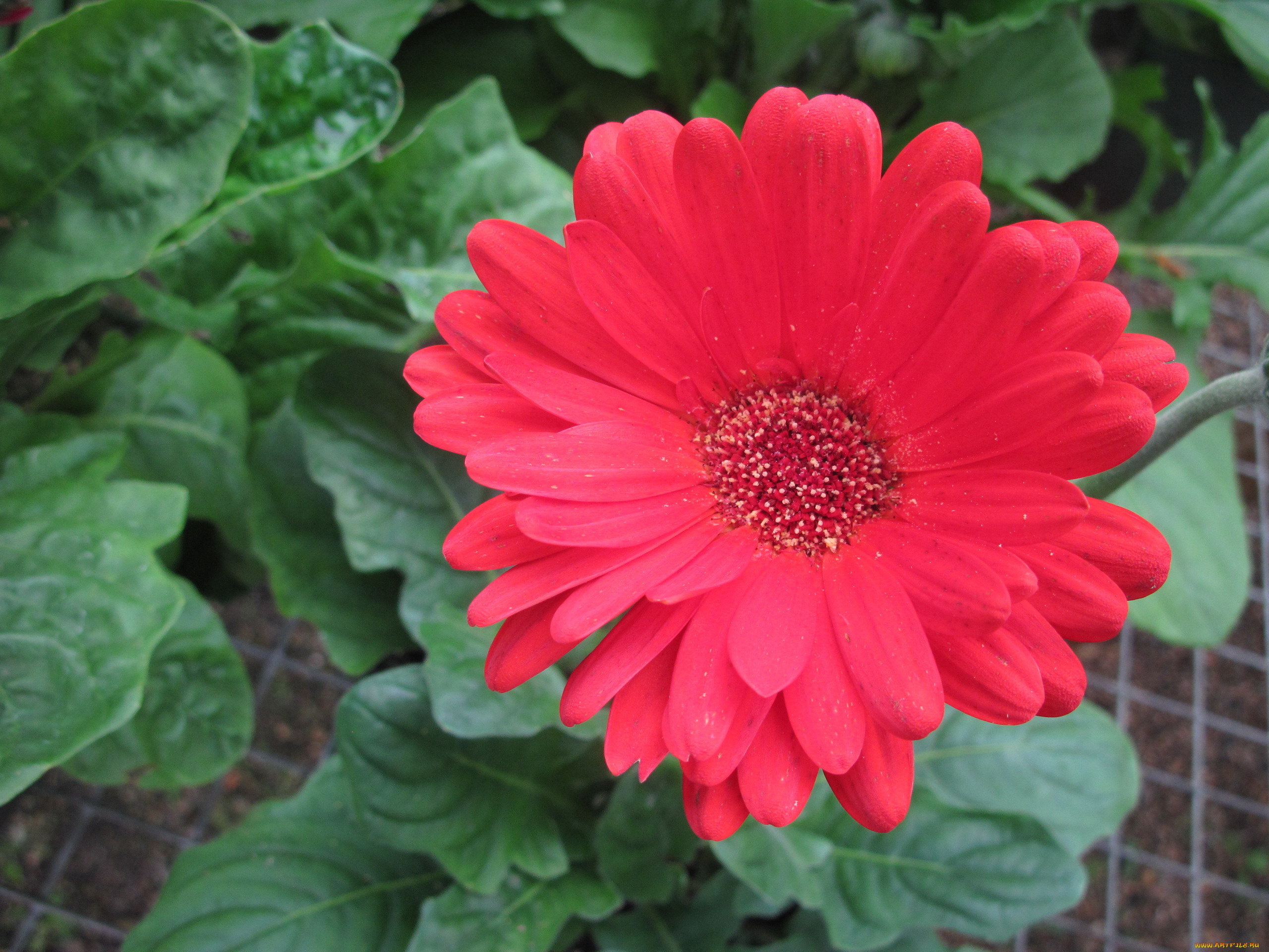 цветы, герберы, розовый