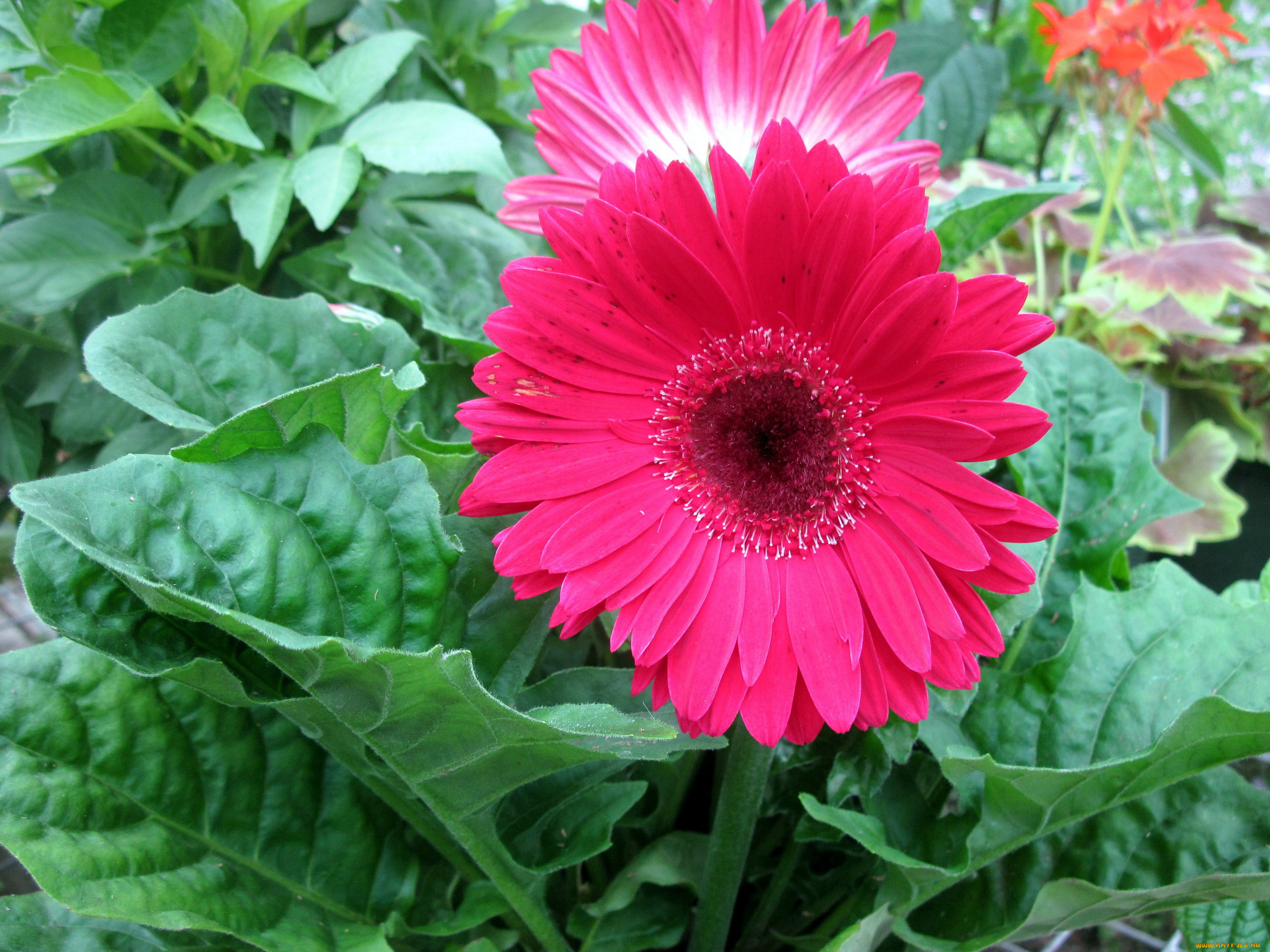 цветы, герберы, розовый