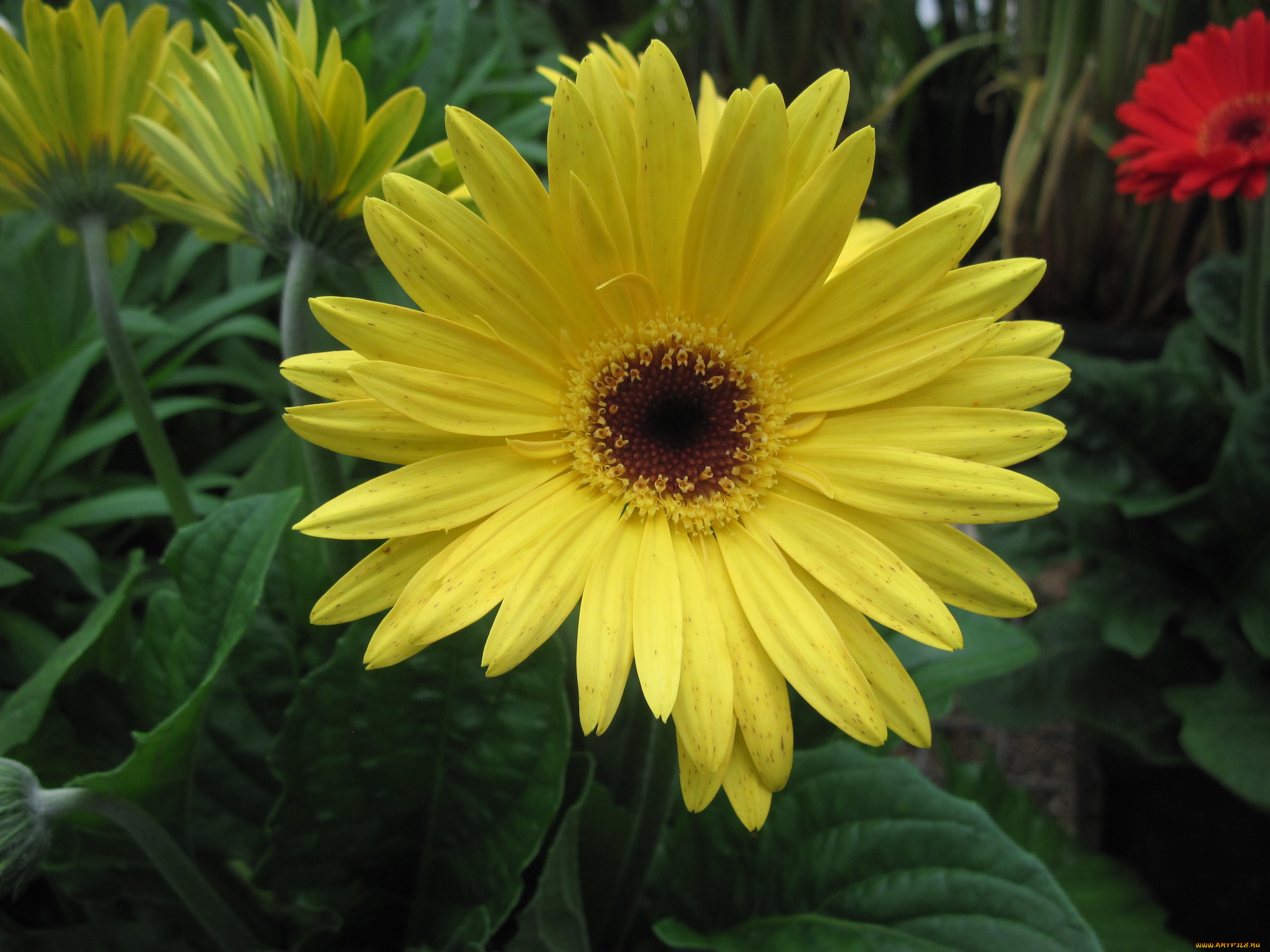 цветы, герберы, желтый