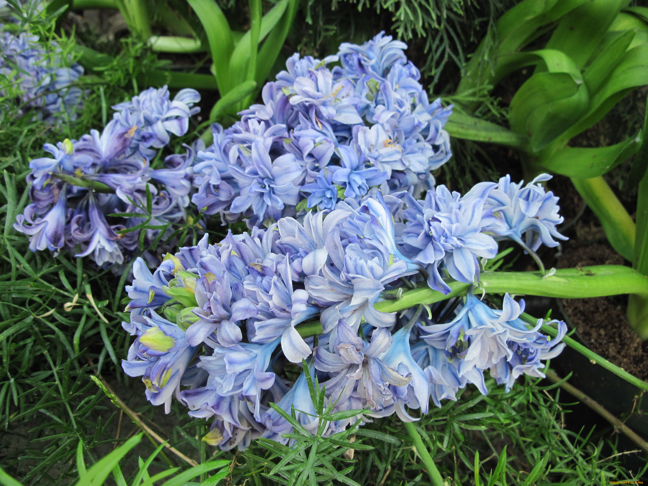 цветы, гиацинты, синий