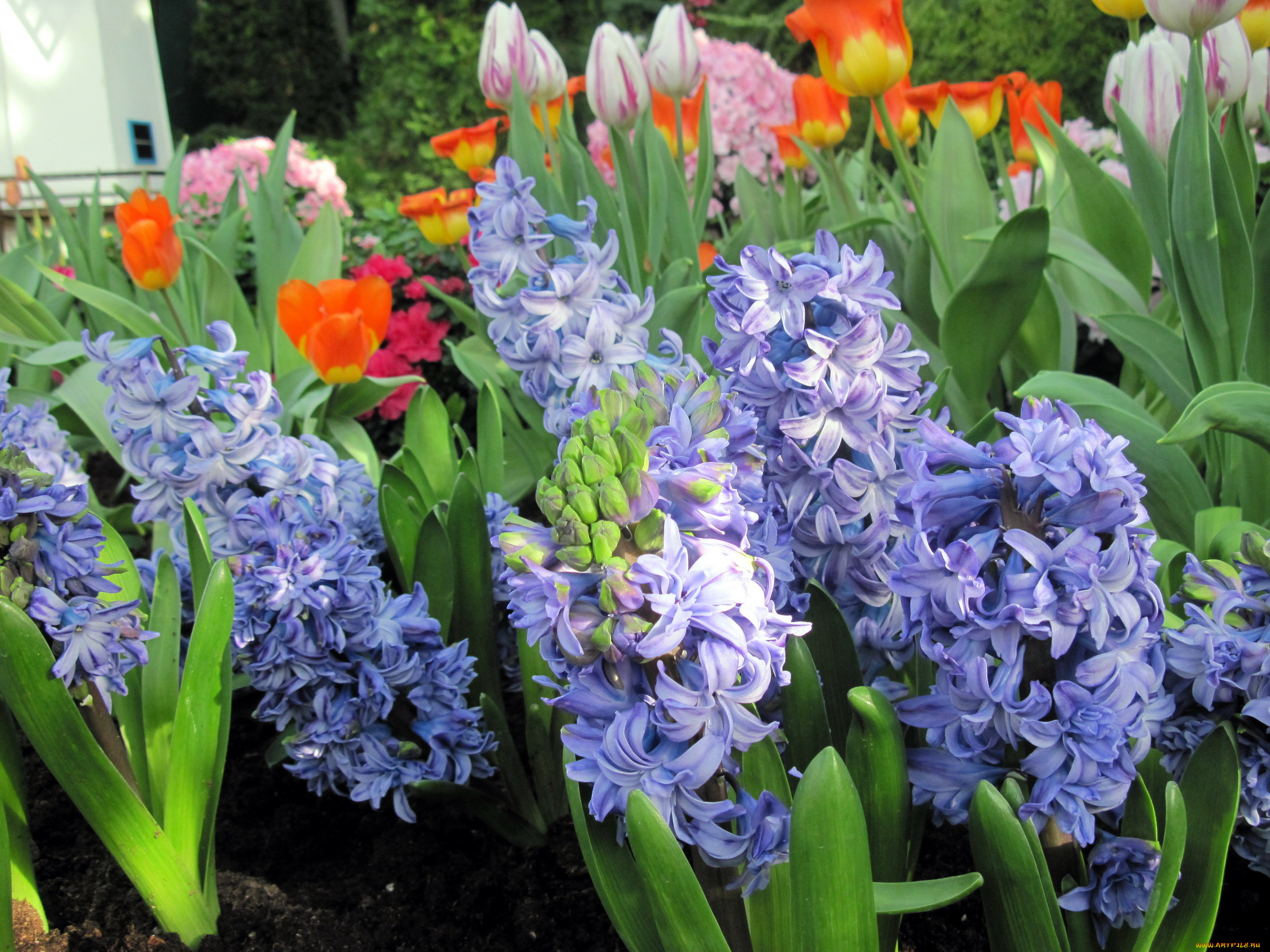 цветы, гиацинты, синий