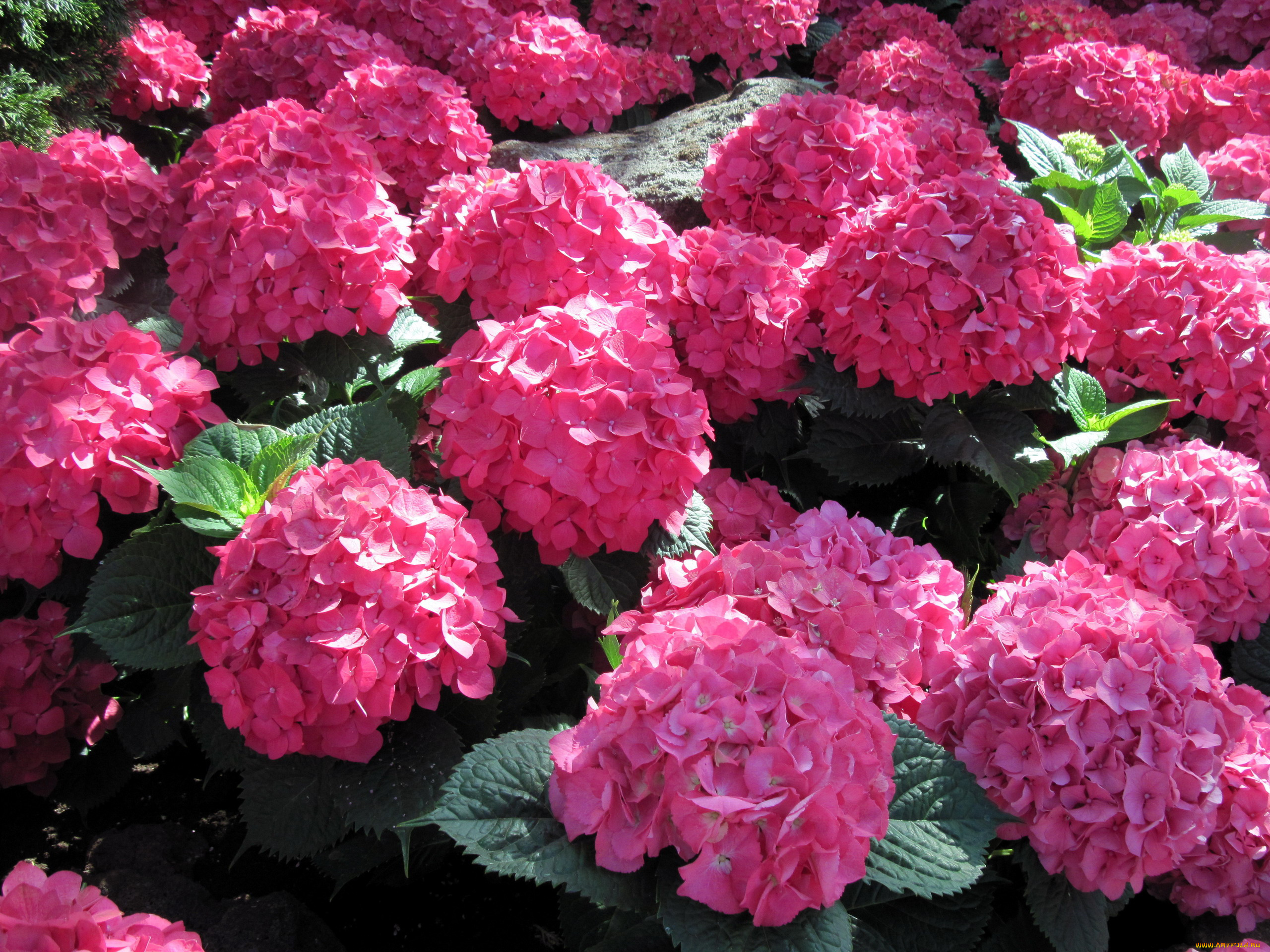 цветы, гортензия, розовый, яркий