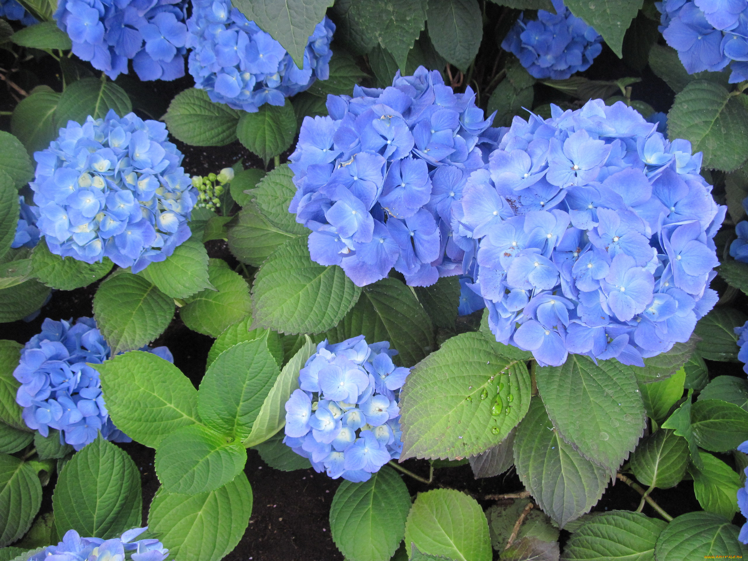 цветы, гортензия, синий