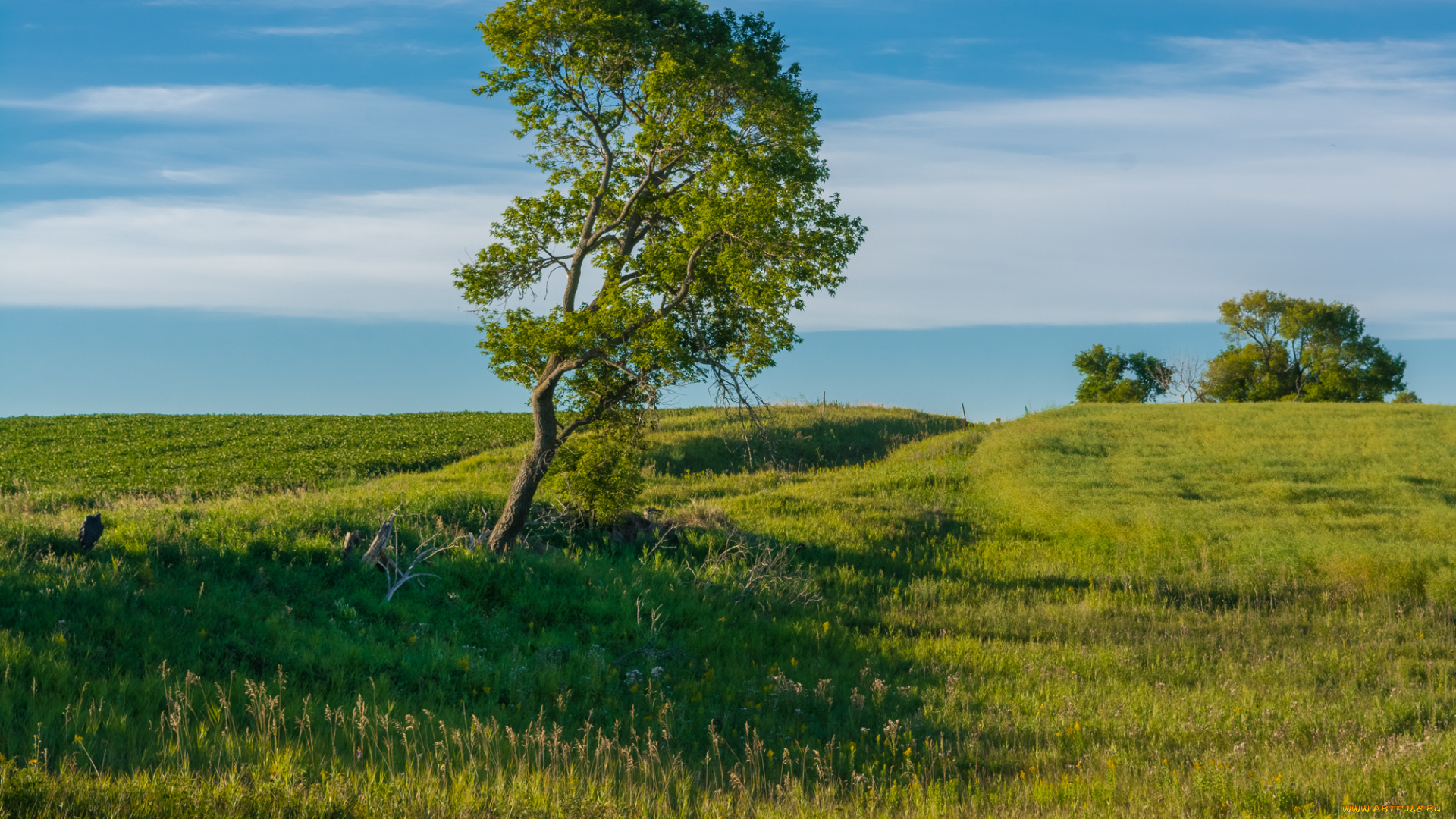 природа, деревья, простор