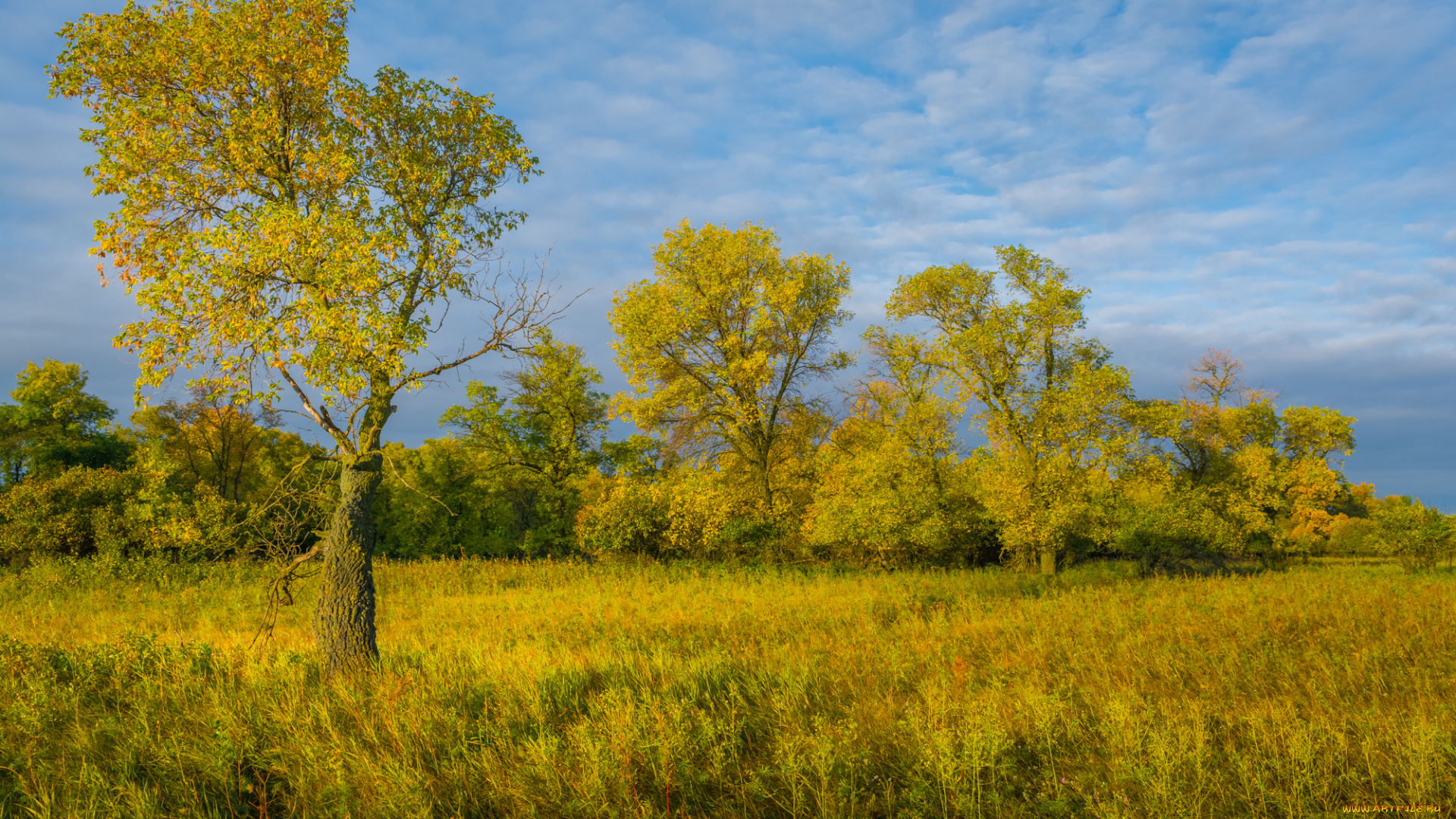 природа, деревья, простор