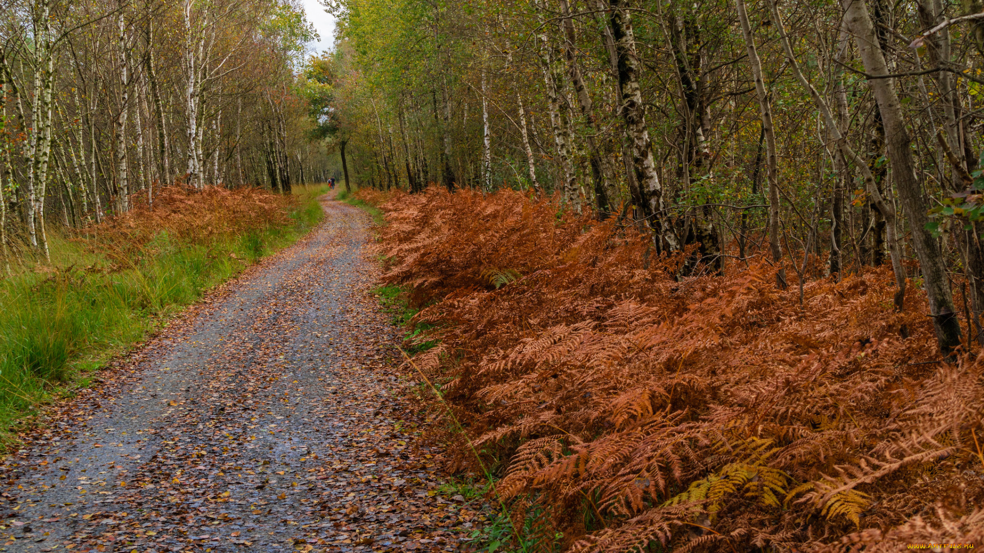 природа, дороги, простор