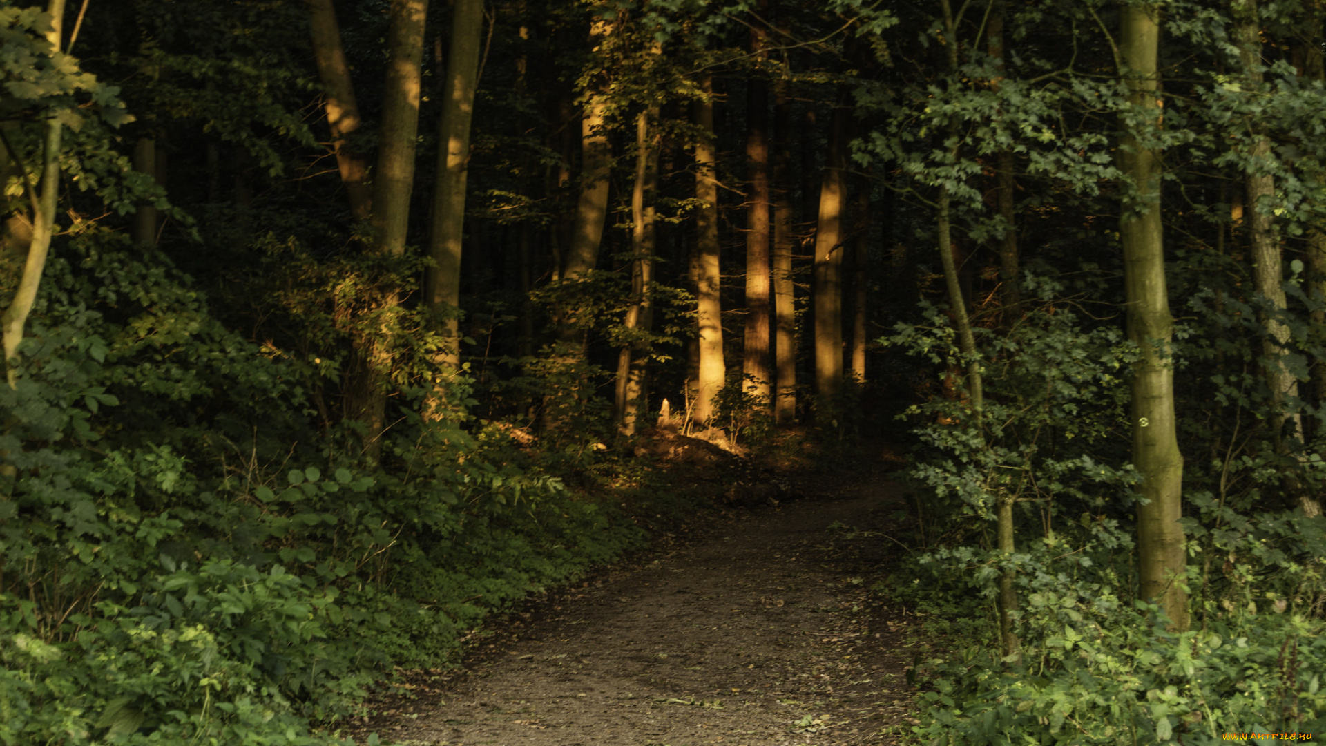 природа, дороги, простор