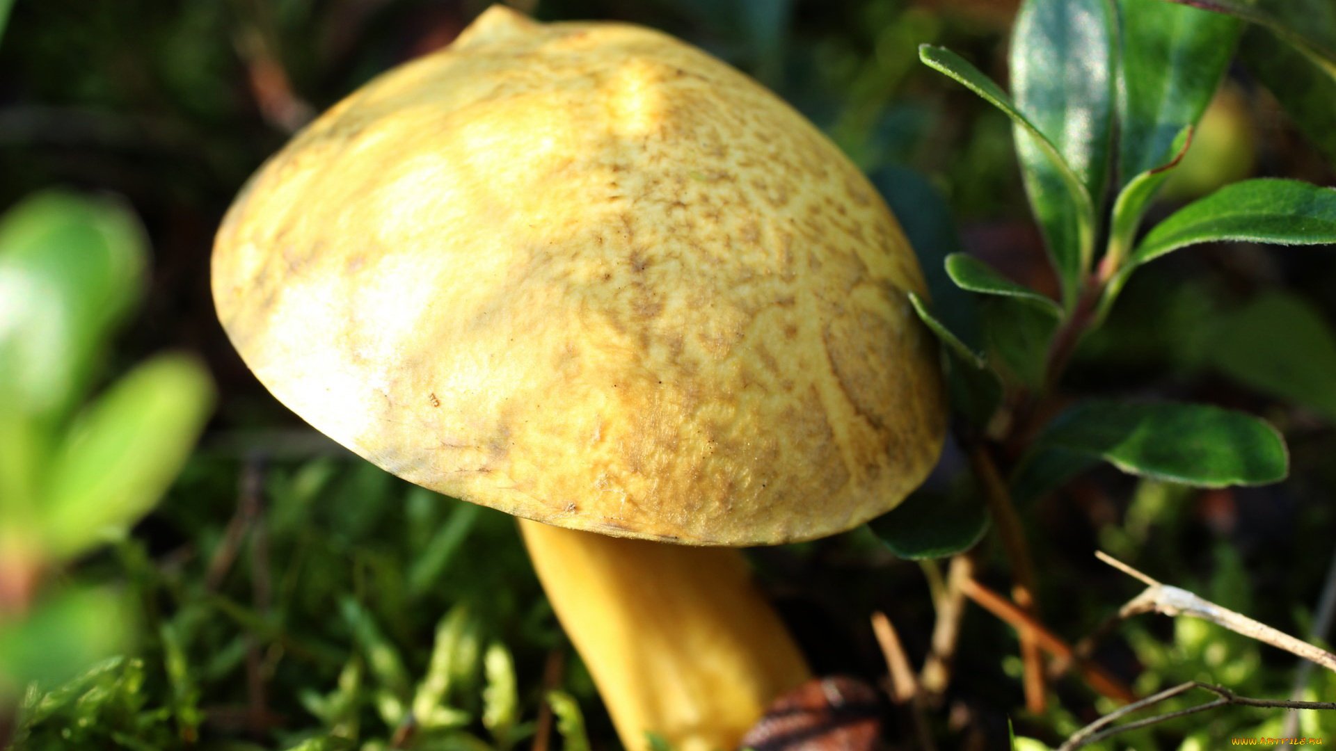 природа, грибы, моховик