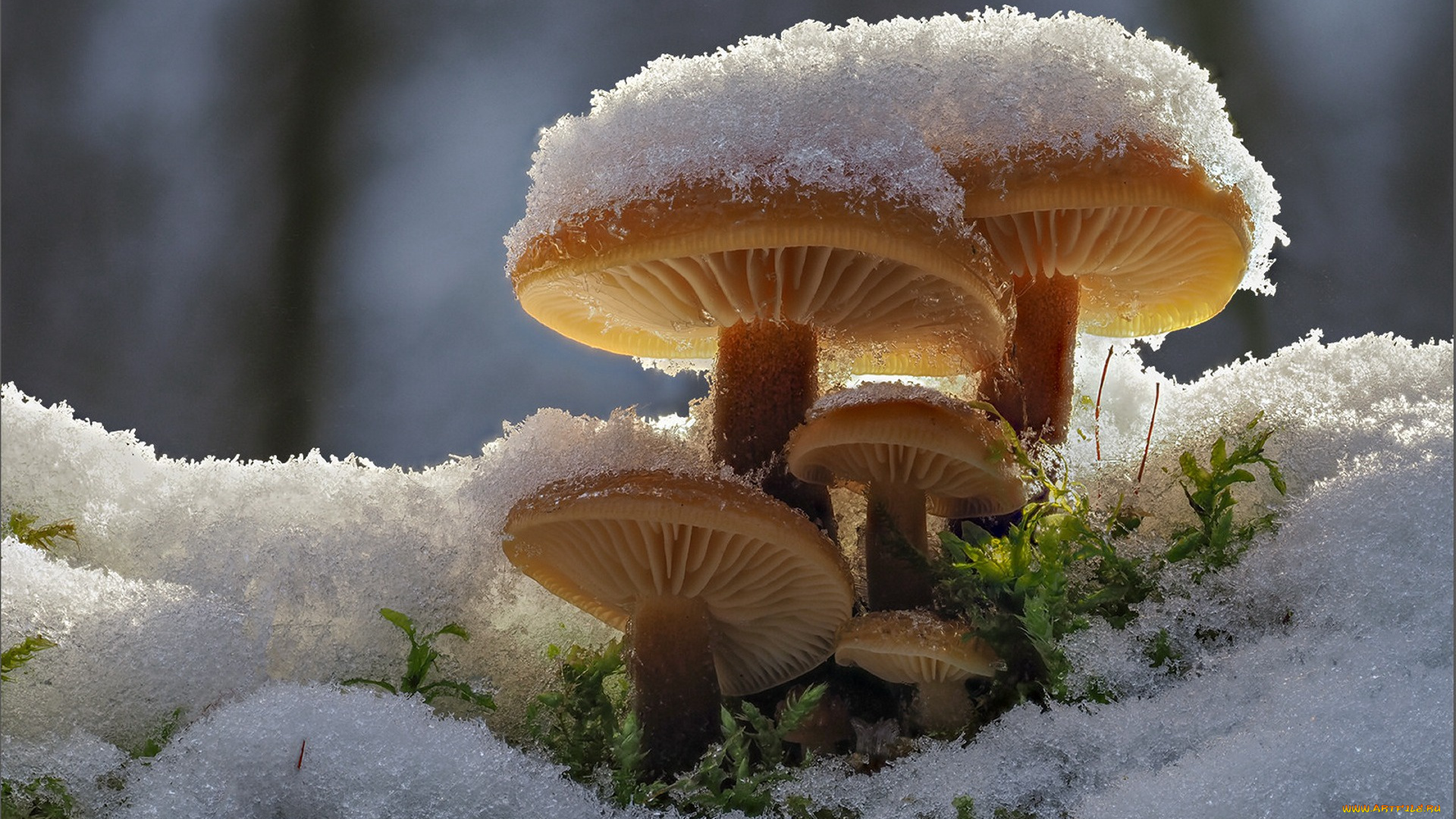 природа, грибы, снег, семейка