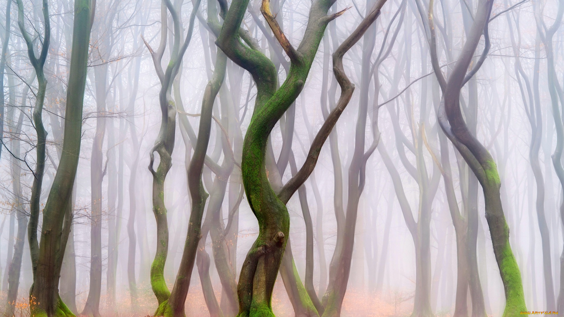 природа, лес, листва, стволы, деревья, дымка, фигуры, парк