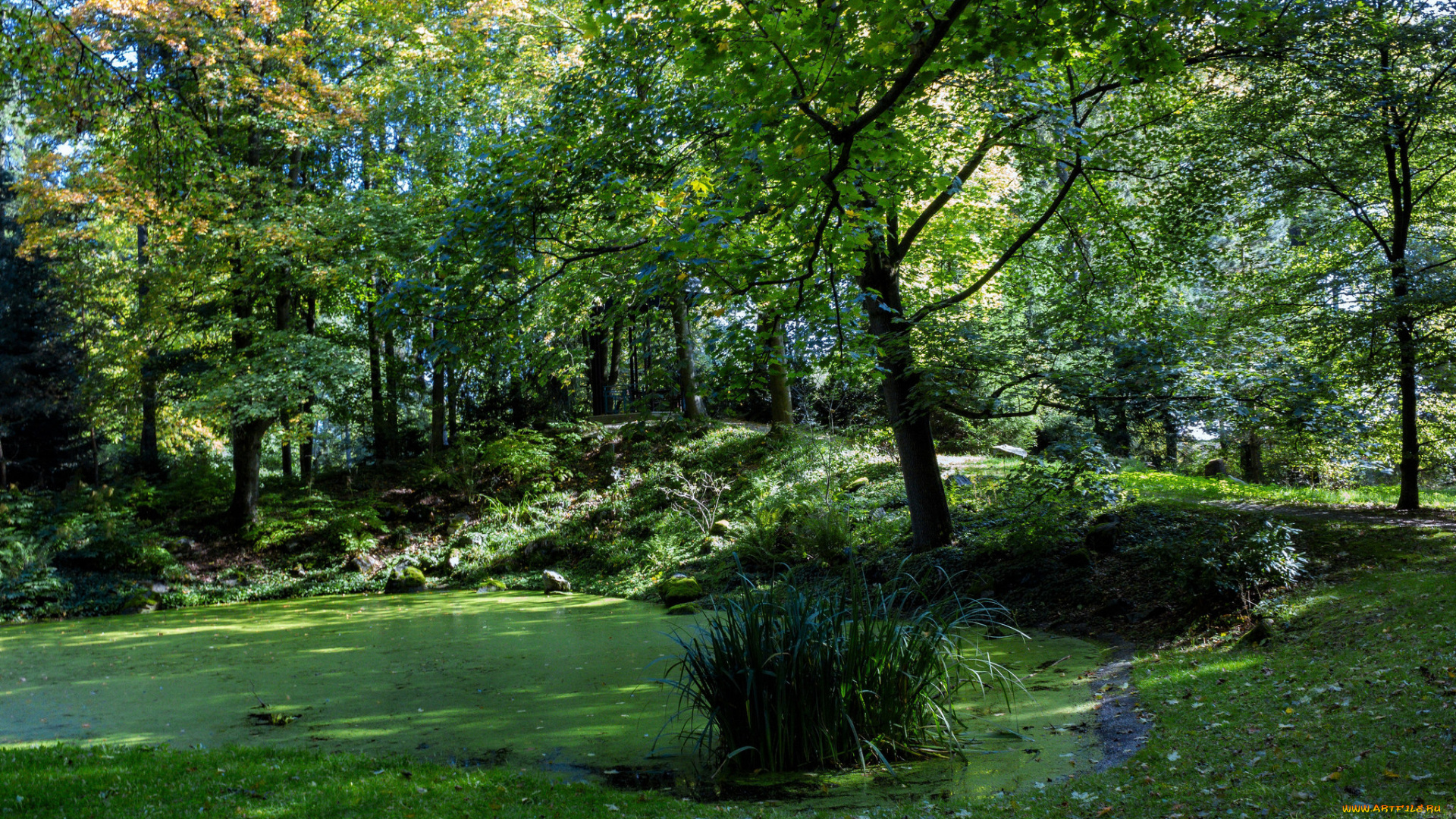 природа, лес, простор