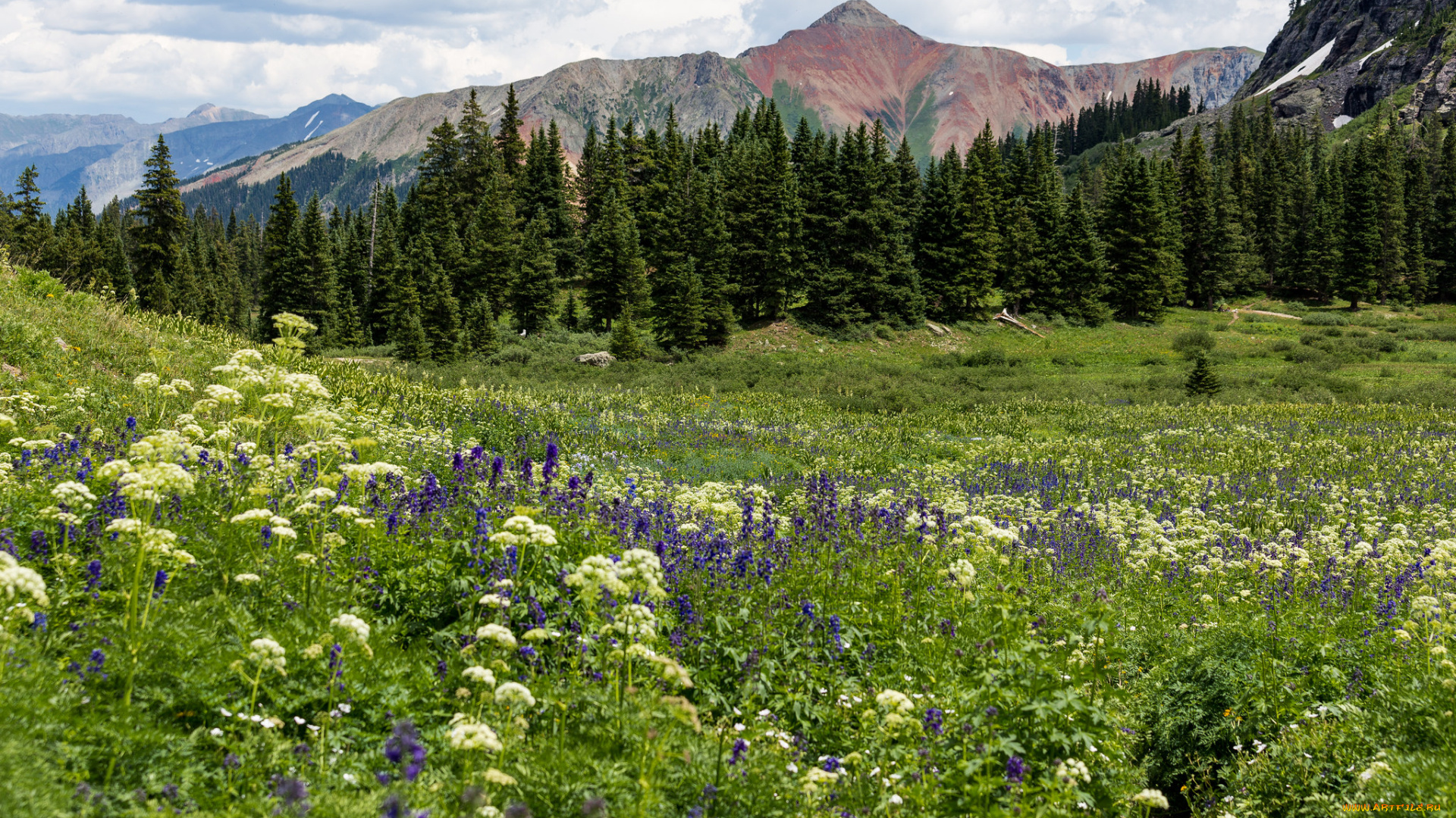 природа, луга, простор